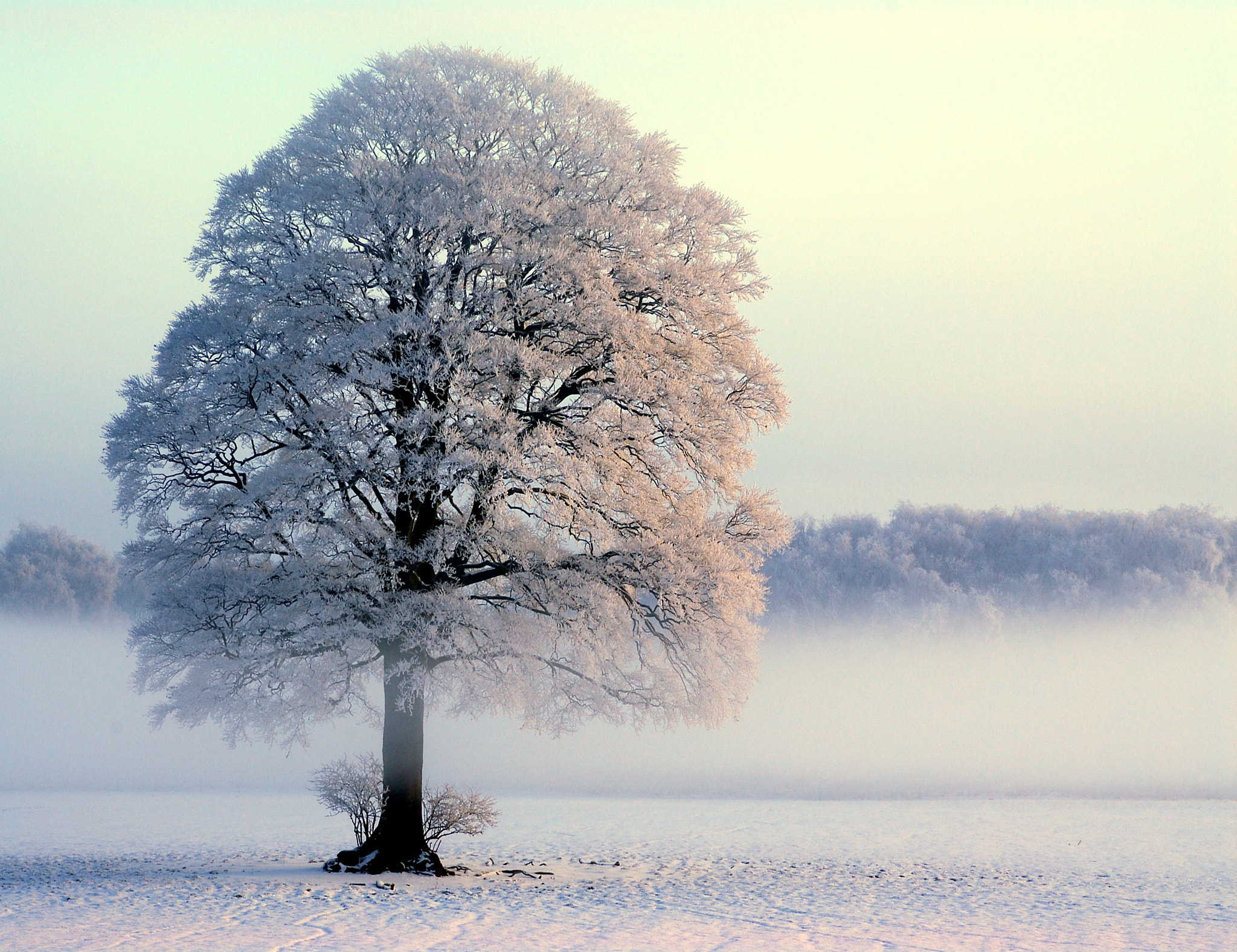 Nikon D200 sample photo. The white oak photography