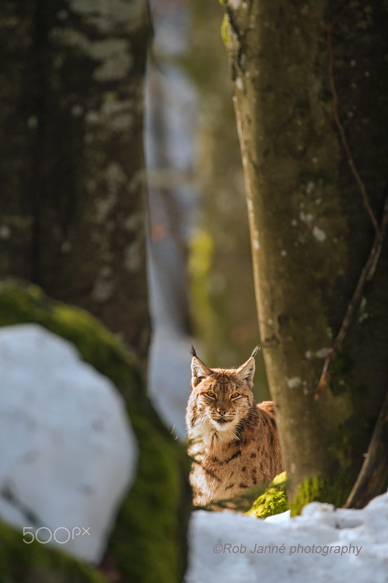 Nikon D4S + Nikon AF-S Nikkor 500mm F4G ED VR sample photo. Peeking through ii photography