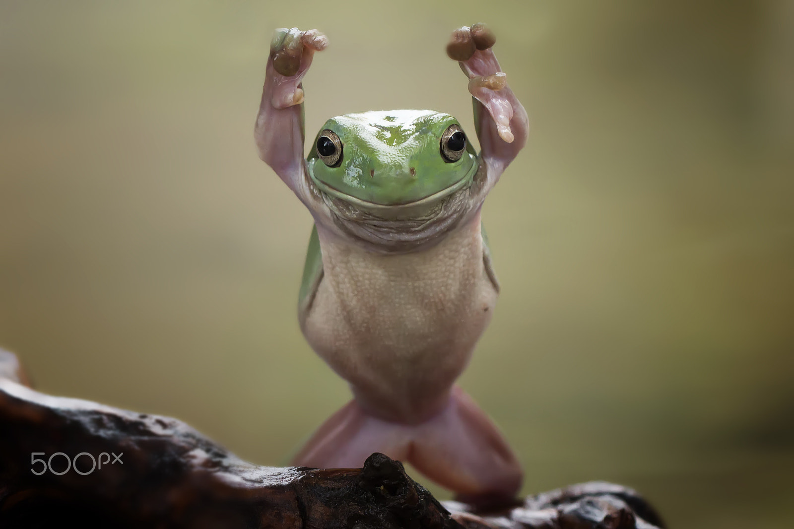 Canon EF 100mm F2.8L Macro IS USM sample photo. Frog, dumpy frog, tree frog, sport, gym photography