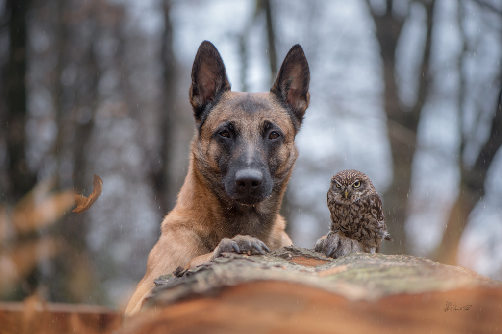 Fallen by Tanja Brandt on 500px.com