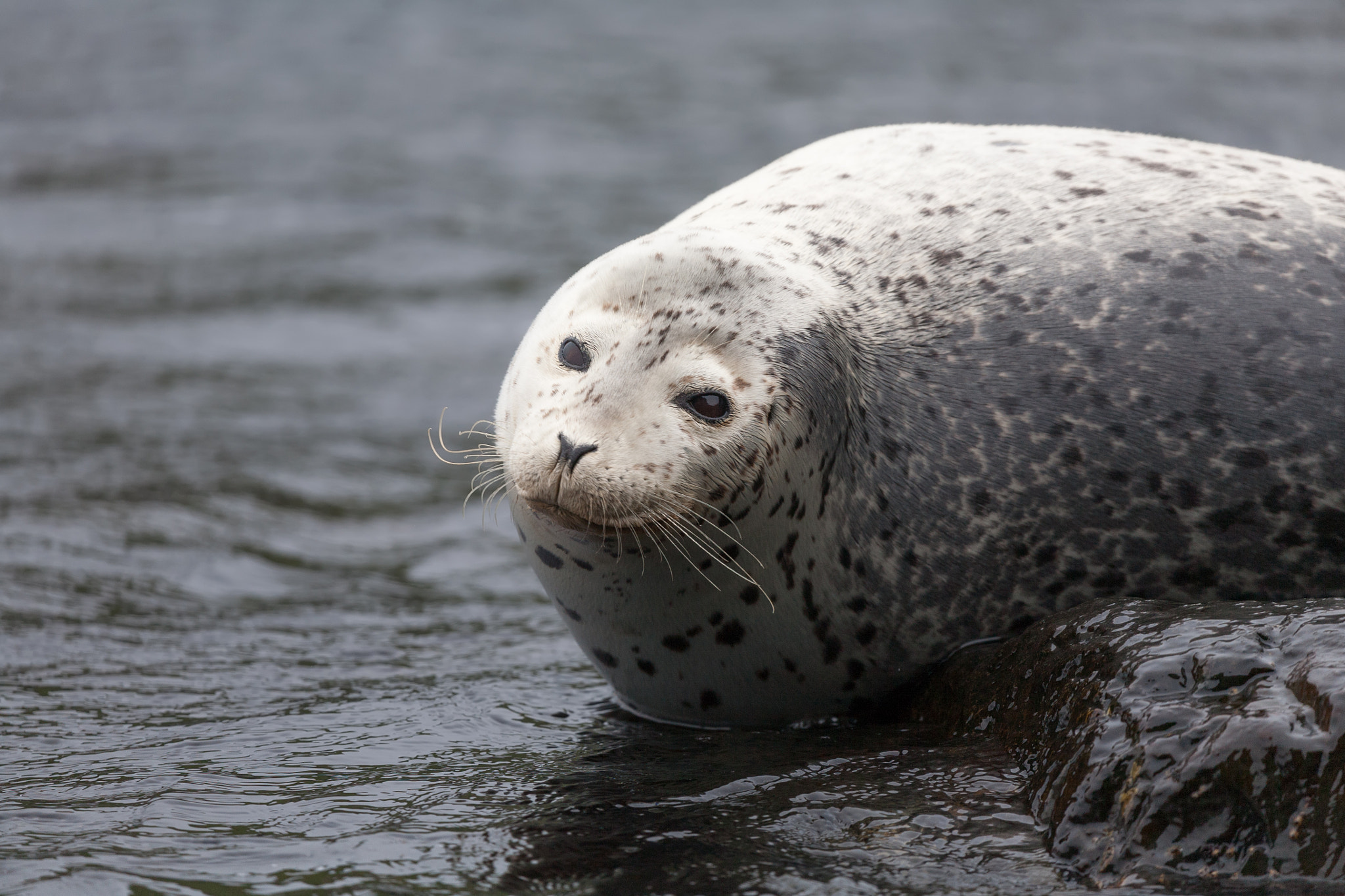 Canon EOS 5D + Canon EF 100-400mm F4.5-5.6L IS USM sample photo. Phoca largha (larga seal, spotted seal) surface pictures photography