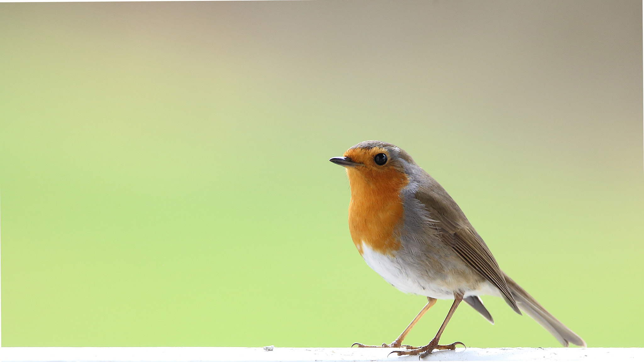 Sigma 150-600mm F5-6.3 DG OS HSM | C sample photo. Robin photography