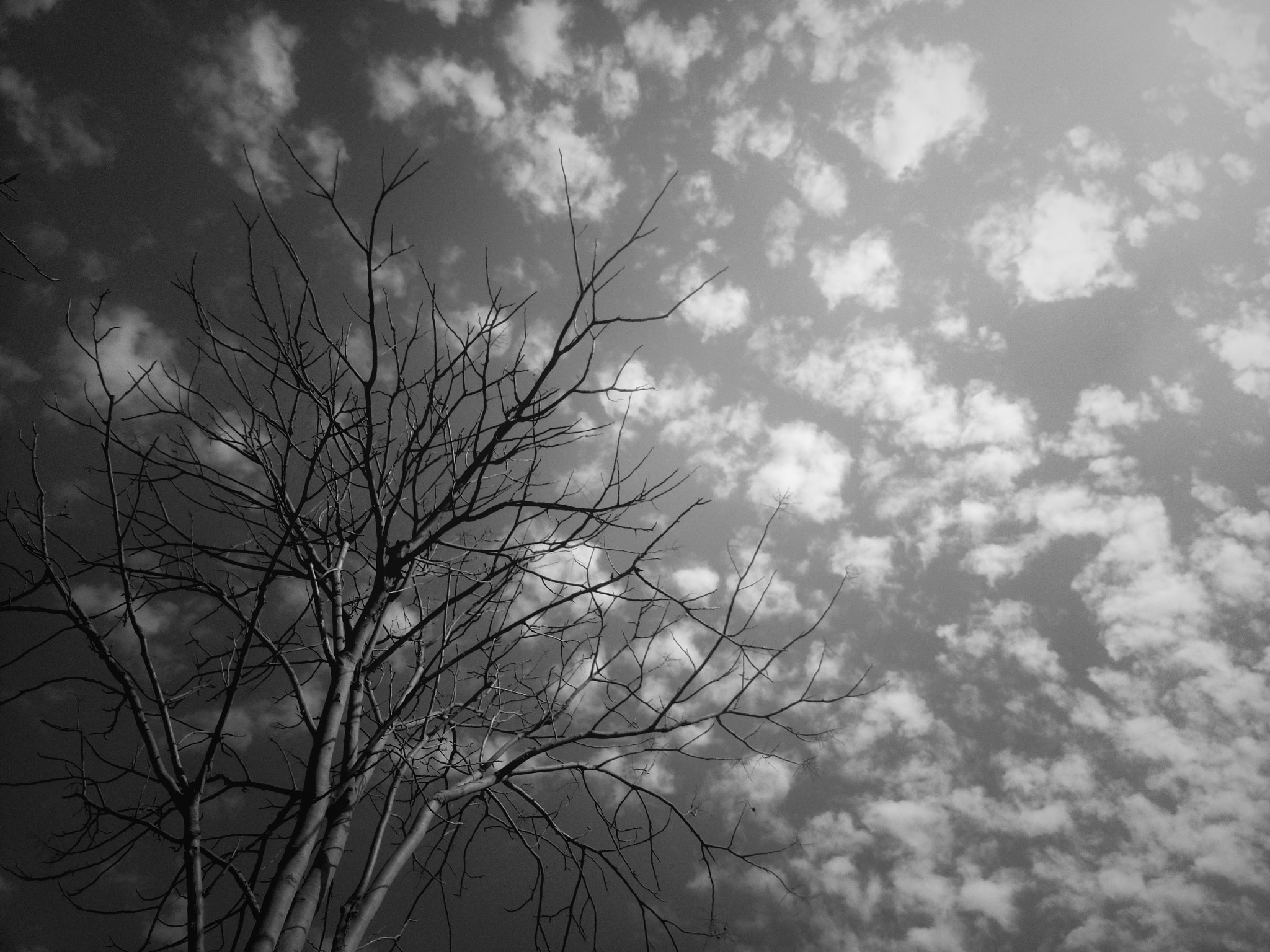 Meizu MX5 sample photo