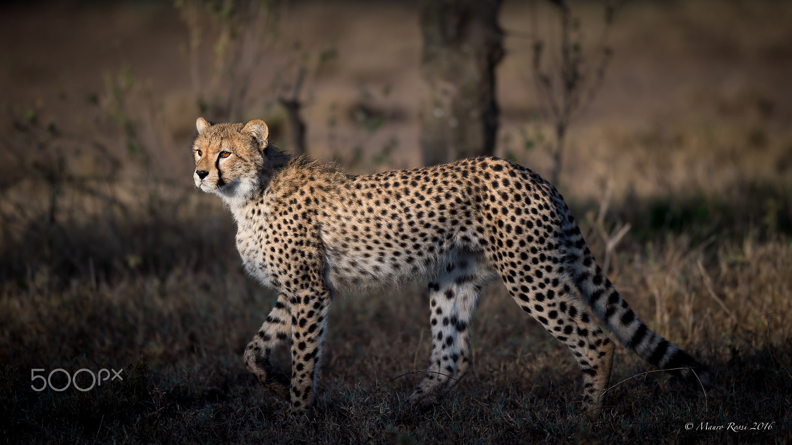 Nikon D4S + Nikon AF-S Nikkor 500mm F4E FL ED VR sample photo. A young cheetah in the bush at sunset. photography