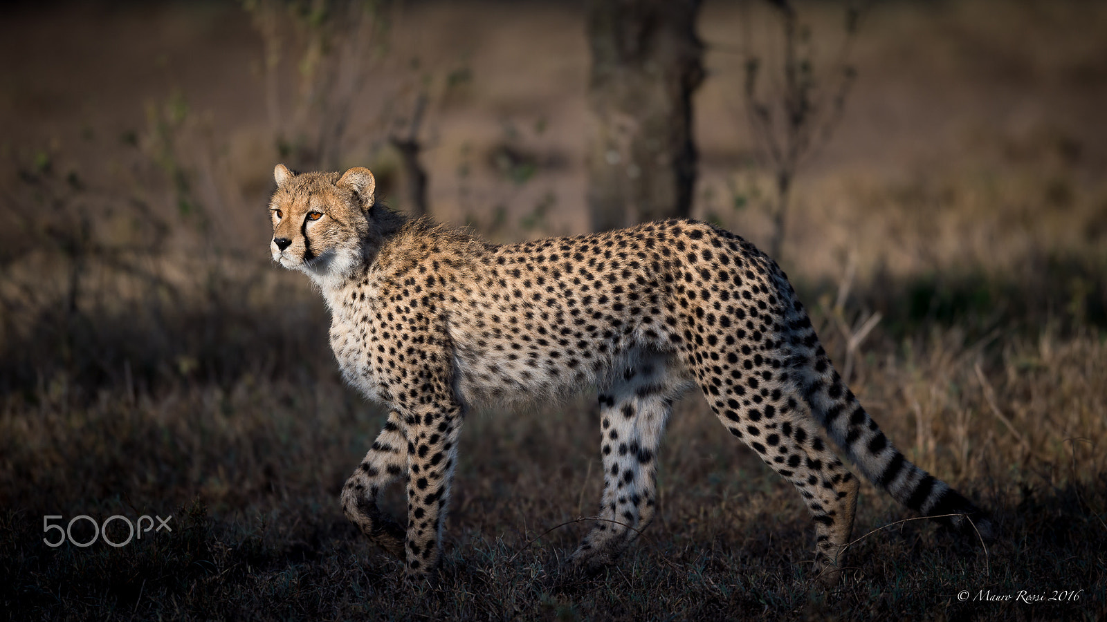 Nikon AF-S Nikkor 500mm F4E FL ED VR sample photo. A young cheetah in the bush at sunset. photography