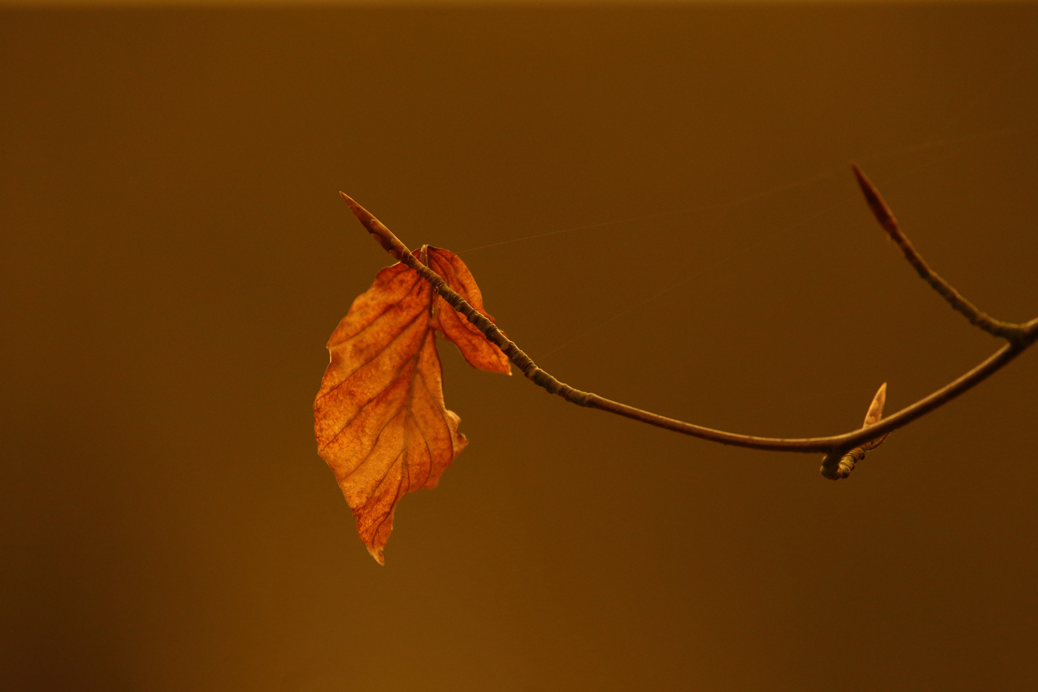 Canon EOS 6D + Sigma 150-600mm F5-6.3 DG OS HSM | C sample photo. Just one leaf photography