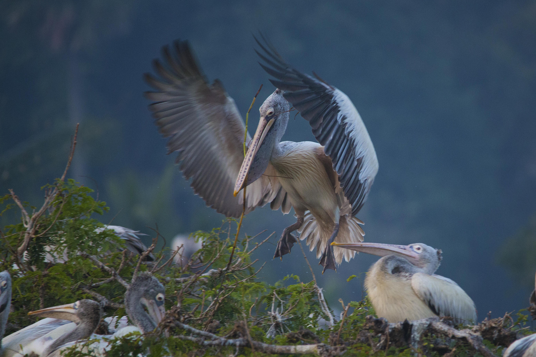Sigma 150-500mm F5-6.3 DG OS HSM sample photo. Landing photography