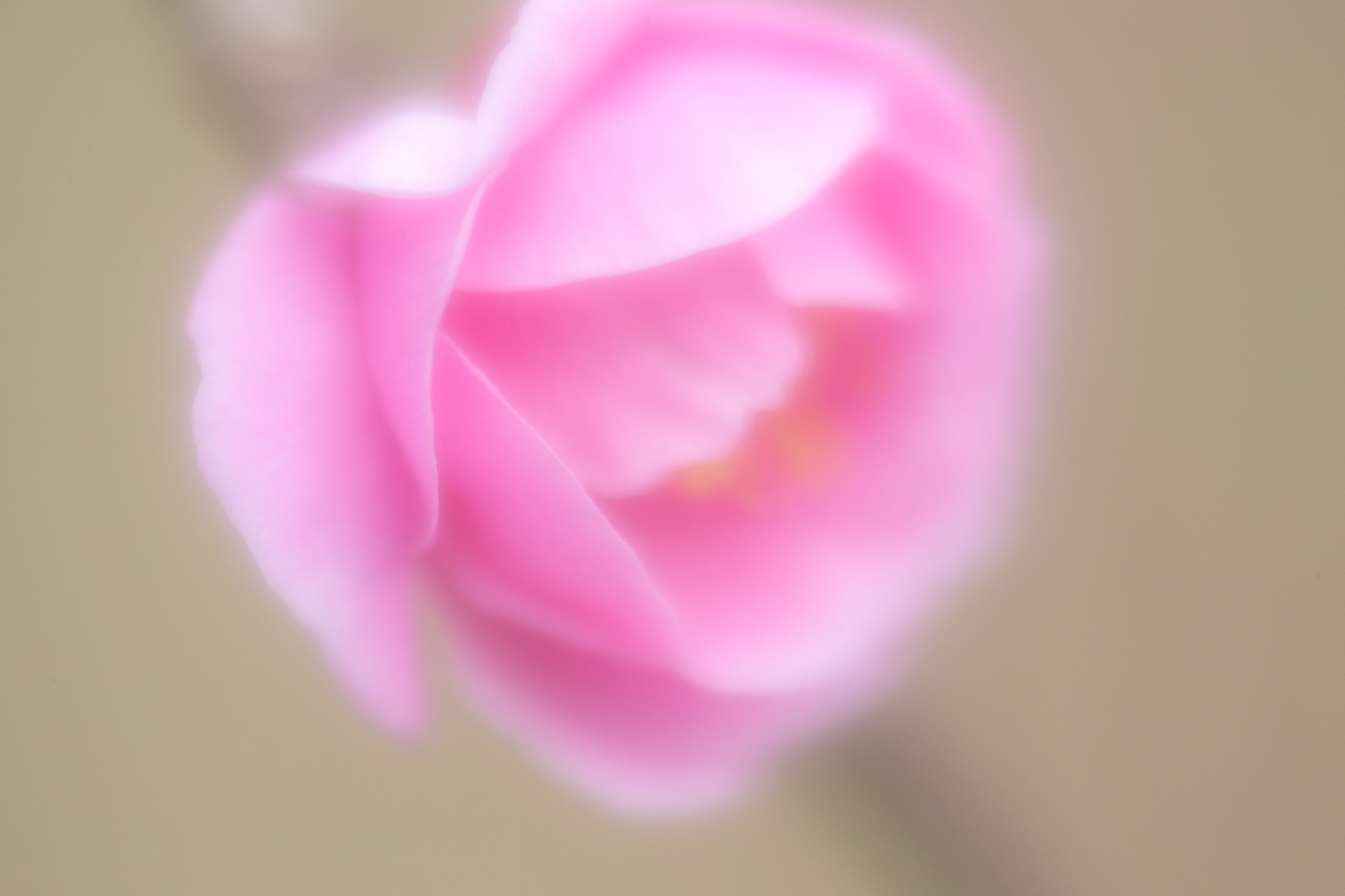 Canon EOS-1D X sample photo. Plum blossoms photography
