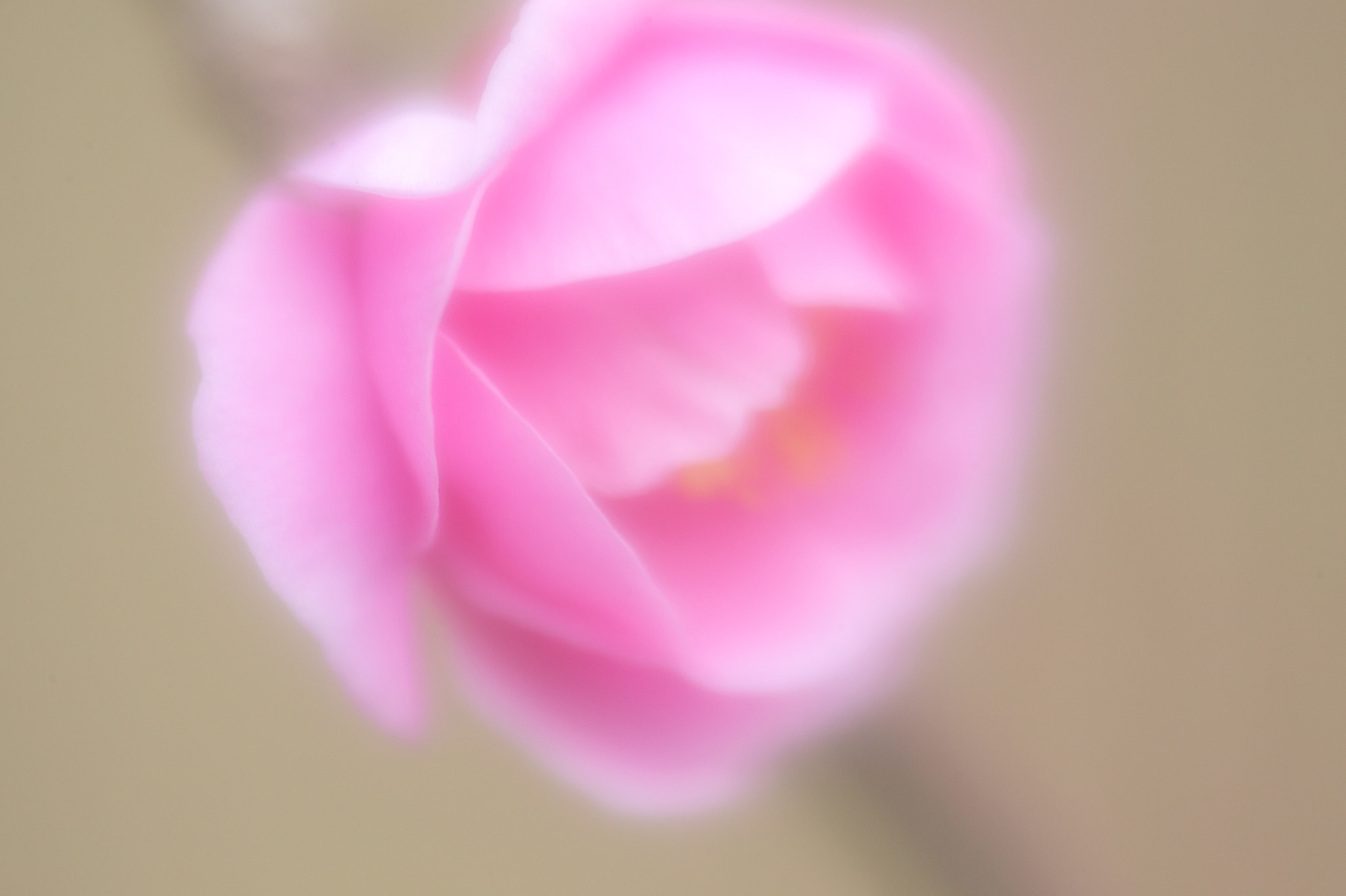 Canon EF 180mm F3.5L Macro USM sample photo. Plum blossoms photography