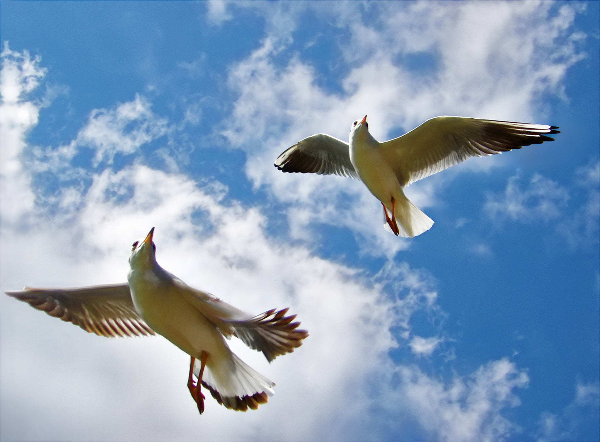 JK KODAK PIXPRO AZ651 sample photo. Aerial ballet（空中芭蕾舞） photography