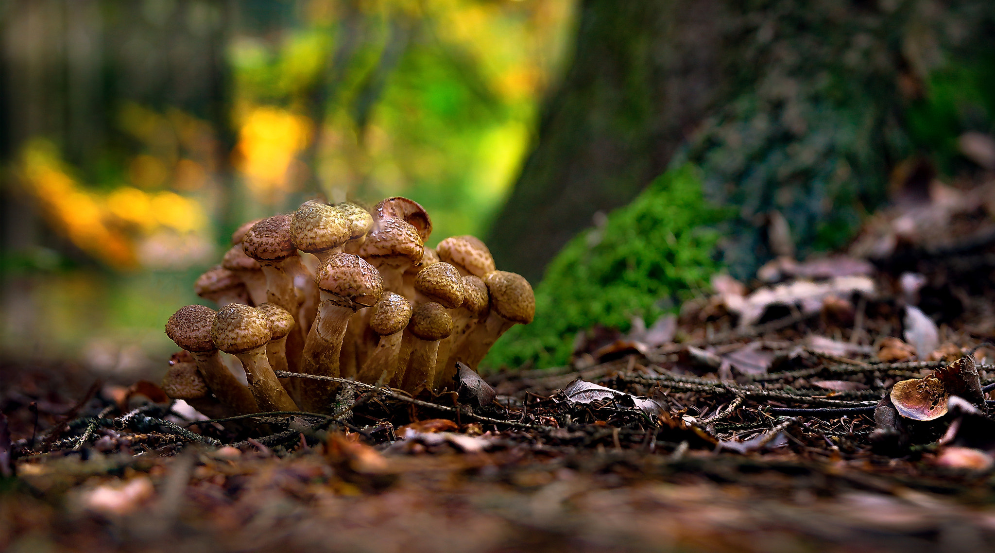 Sony SLT-A77 sample photo. Mushrooms photography