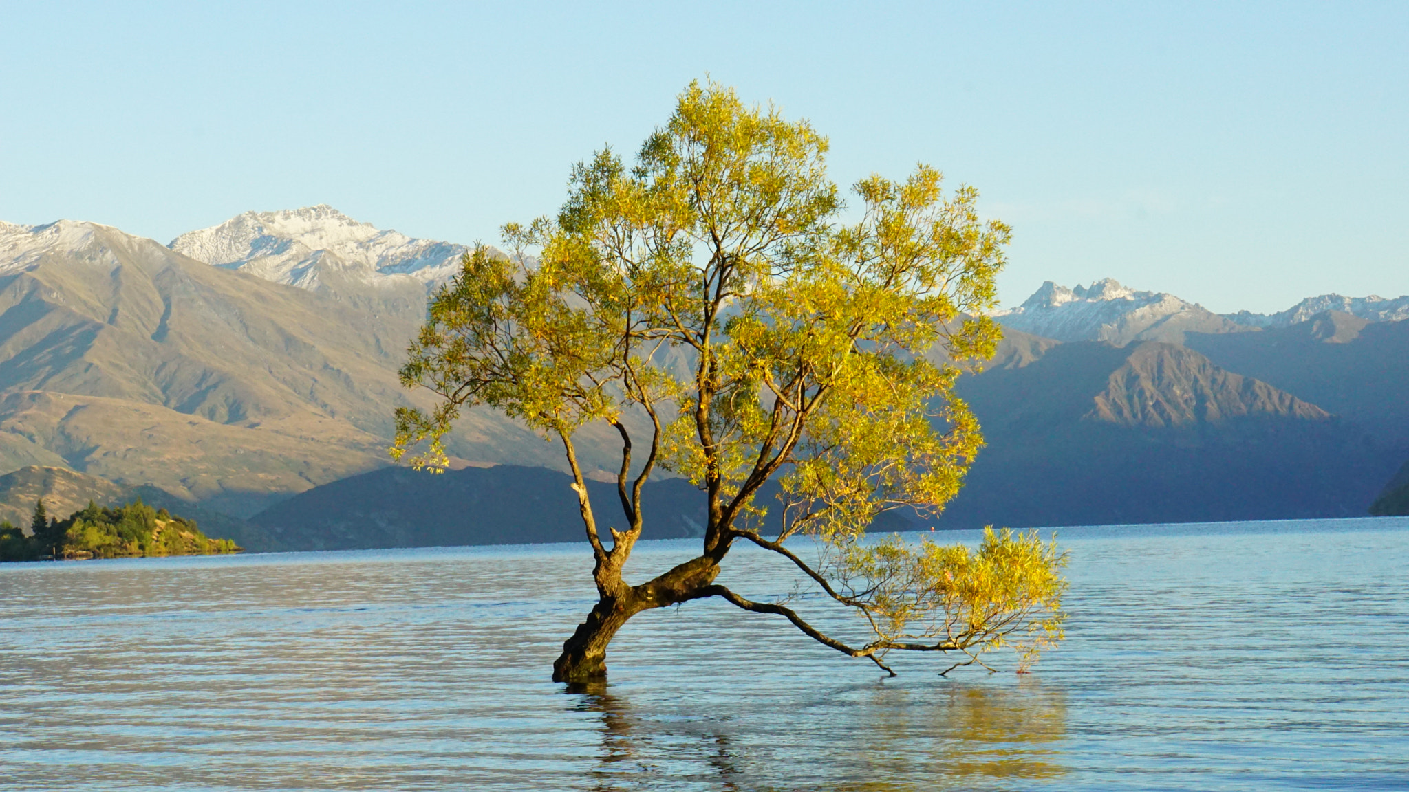 Sony FE 28-70mm F3.5-5.6 OSS sample photo. " famous  wanaka tree" photography