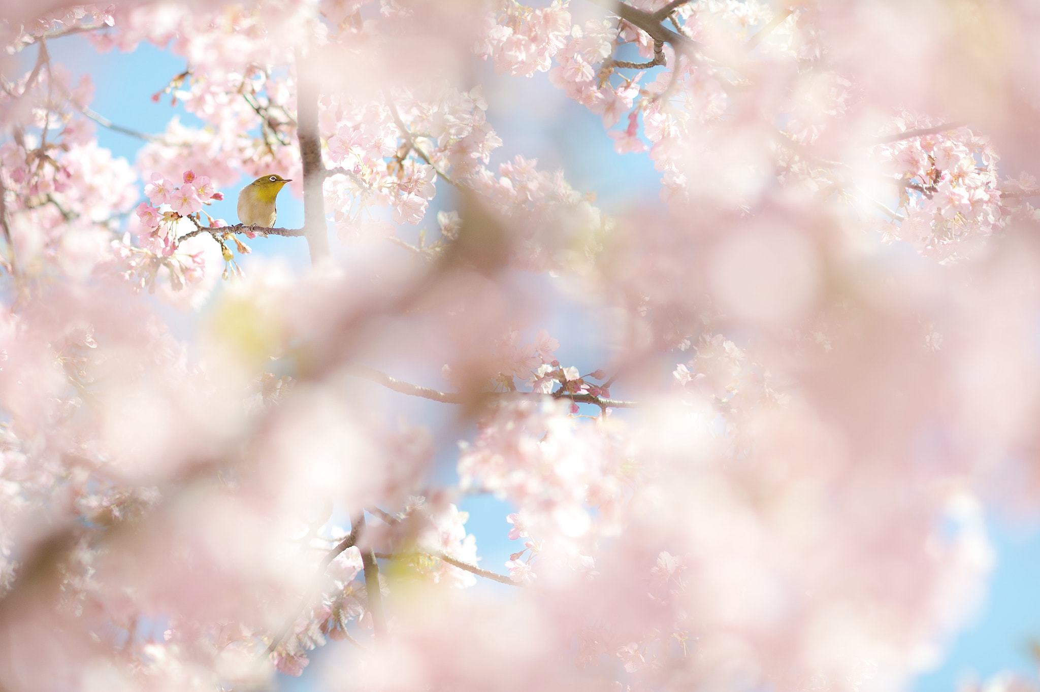AF DC-Nikkor 135mm f/2D sample photo. Lulululu photography