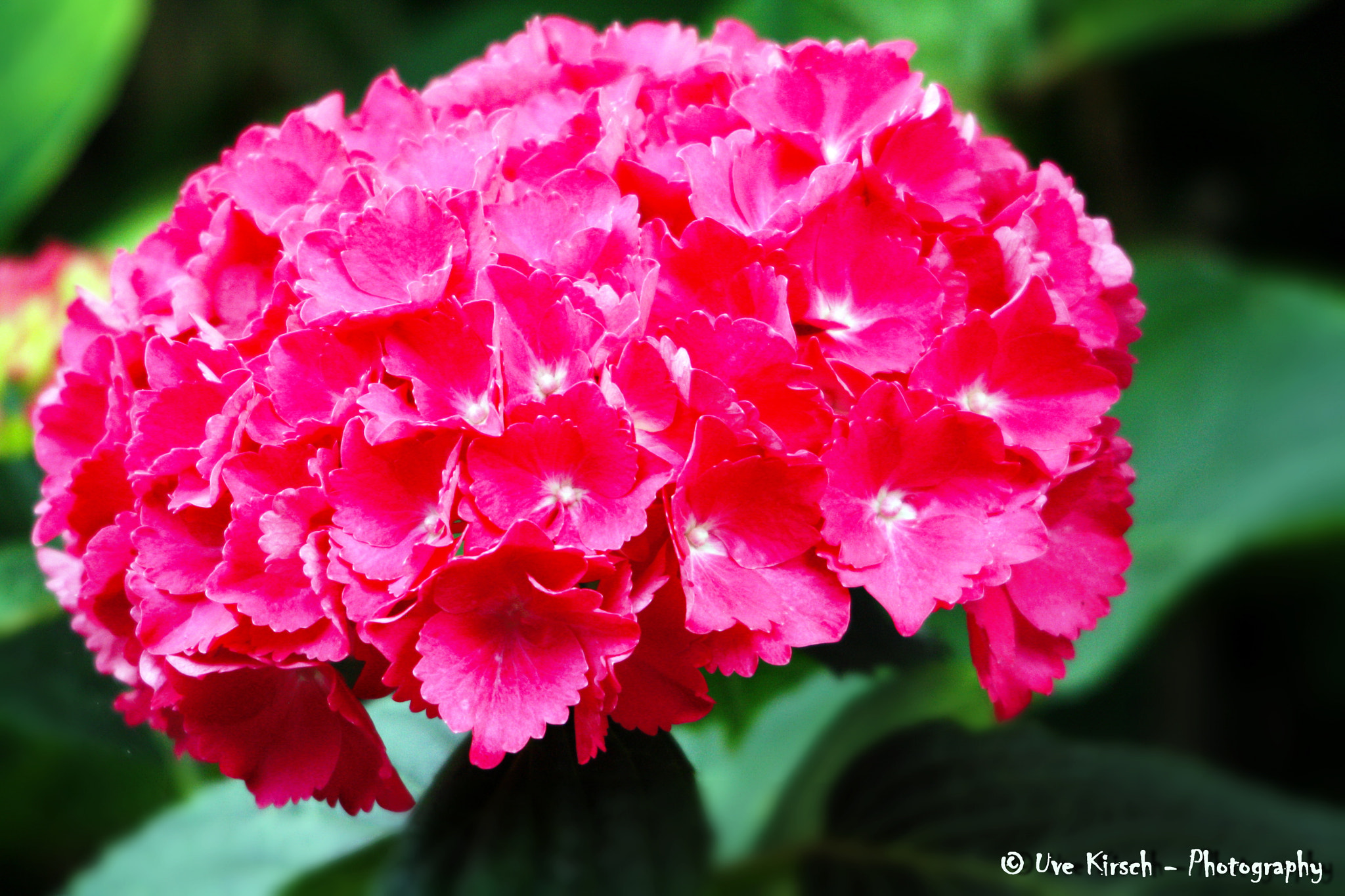Sigma 150-500mm F5-6.3 DG OS HSM sample photo. Hydrangea photography
