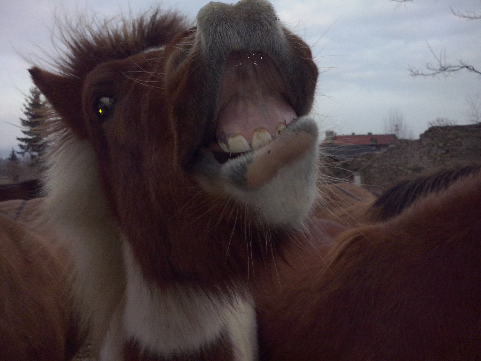 LG OPTIMUS L5 II sample photo. Horse photography
