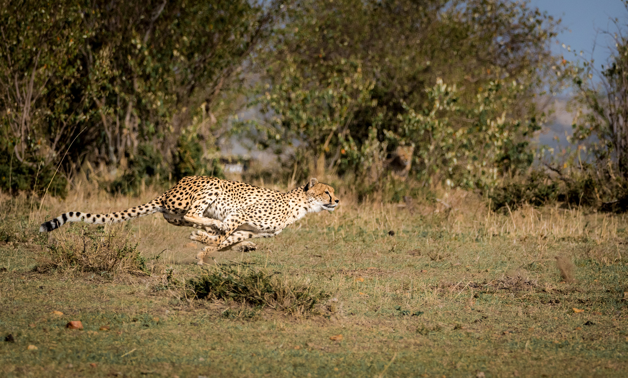 Nikon D810 sample photo. Malaika strikes - 7th of 8 photography