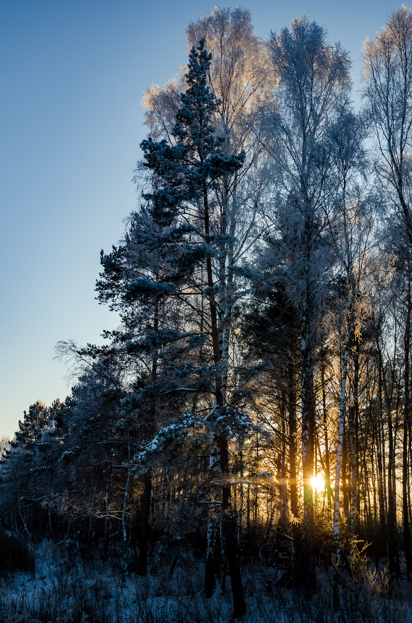 Tamron SP 24-70mm F2.8 Di VC USD sample photo. Frozen fairytale 2 photography