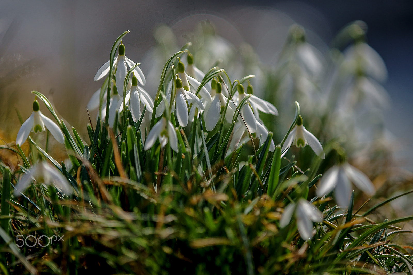 Sony SLT-A77 + Tamron SP AF 90mm F2.8 Di Macro sample photo. Frühling am bach photography