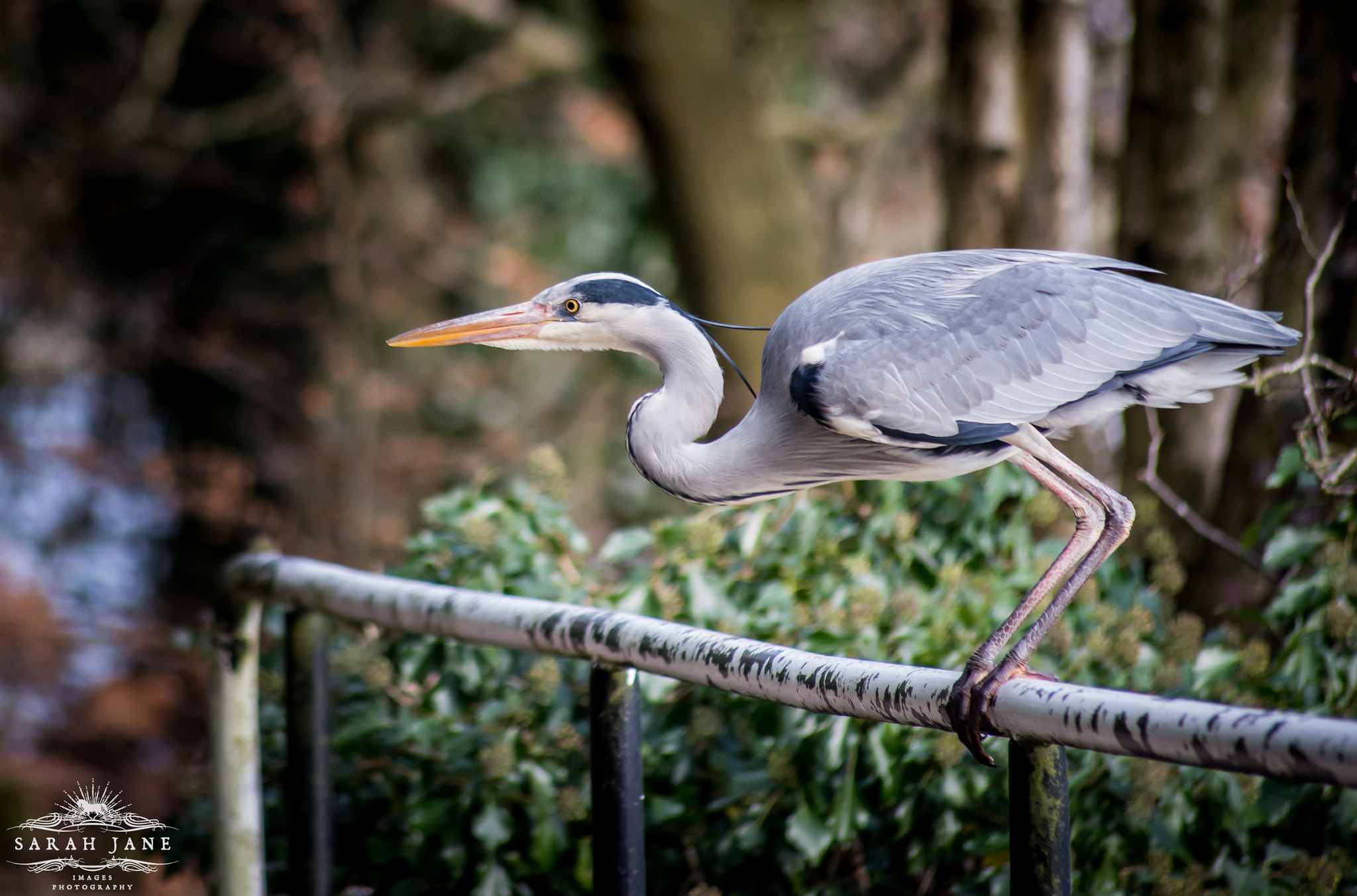Sigma 70-300mm F4-5.6 APO DG Macro sample photo. Grey heron photography