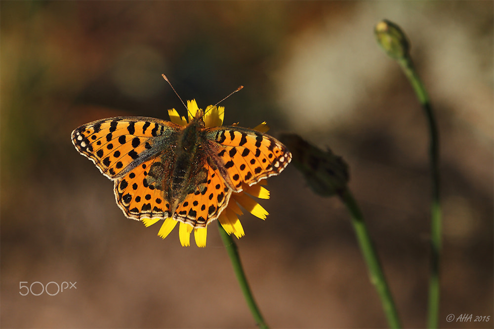 Canon EOS 7D + Canon EF 70-200mm F2.8L IS II USM sample photo. The queen of spain fritillary (issoria lathonia) photography