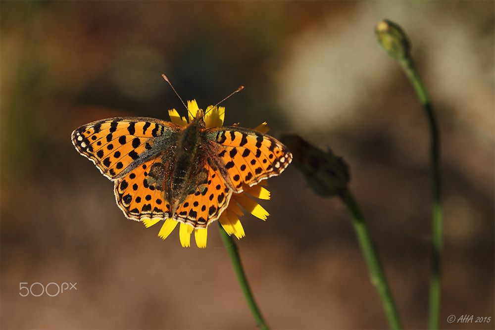 Canon EF 70-200mm F2.8L IS II USM sample photo. The queen of spain fritillary (issoria lathonia) photography
