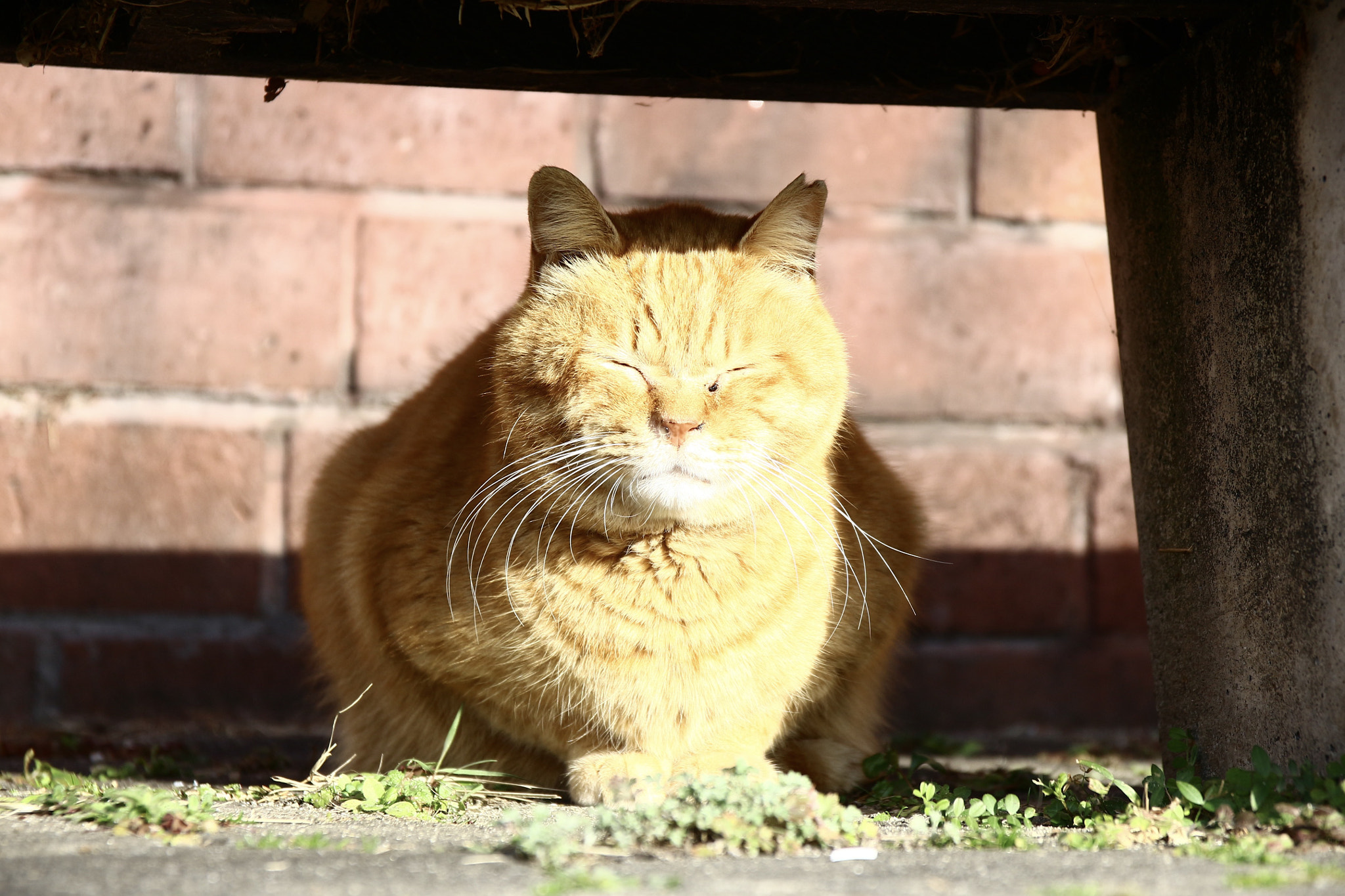 Canon EOS 700D (EOS Rebel T5i / EOS Kiss X7i) + Canon EF 500mm F4L IS USM sample photo. Sleeping cat photography