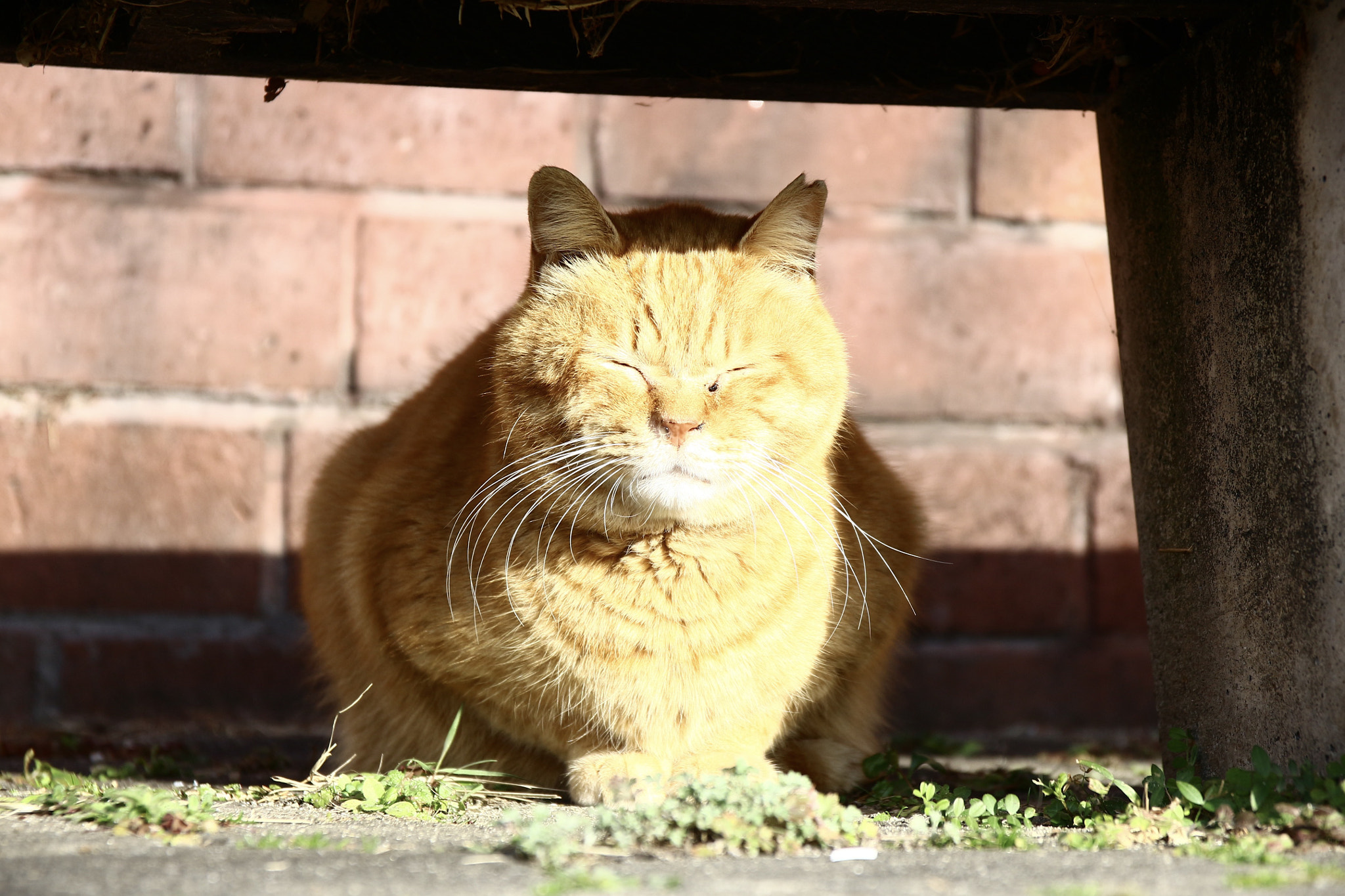 Canon EOS 700D (EOS Rebel T5i / EOS Kiss X7i) sample photo. Sleeping cat photography