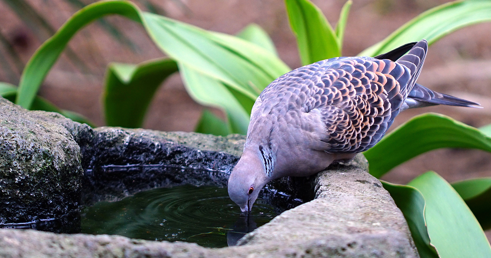 DT 100mm F2.8 SAM sample photo. Pigeon photography