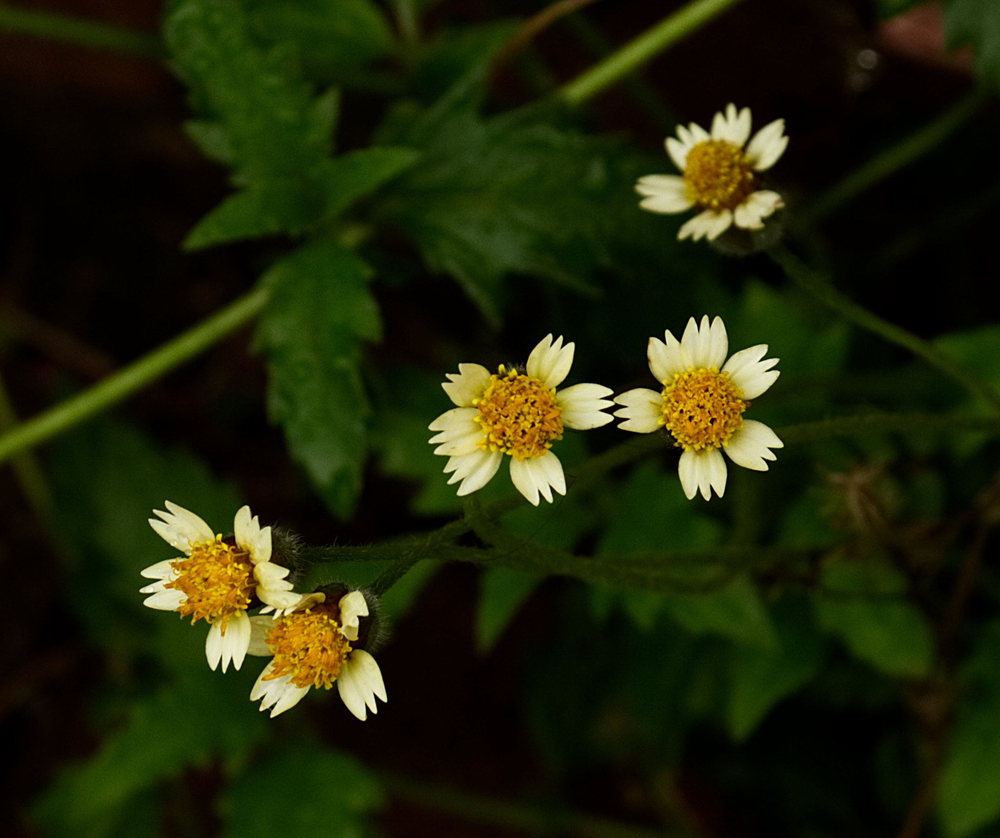 18.0 - 135.0 mm sample photo. Happy five photography