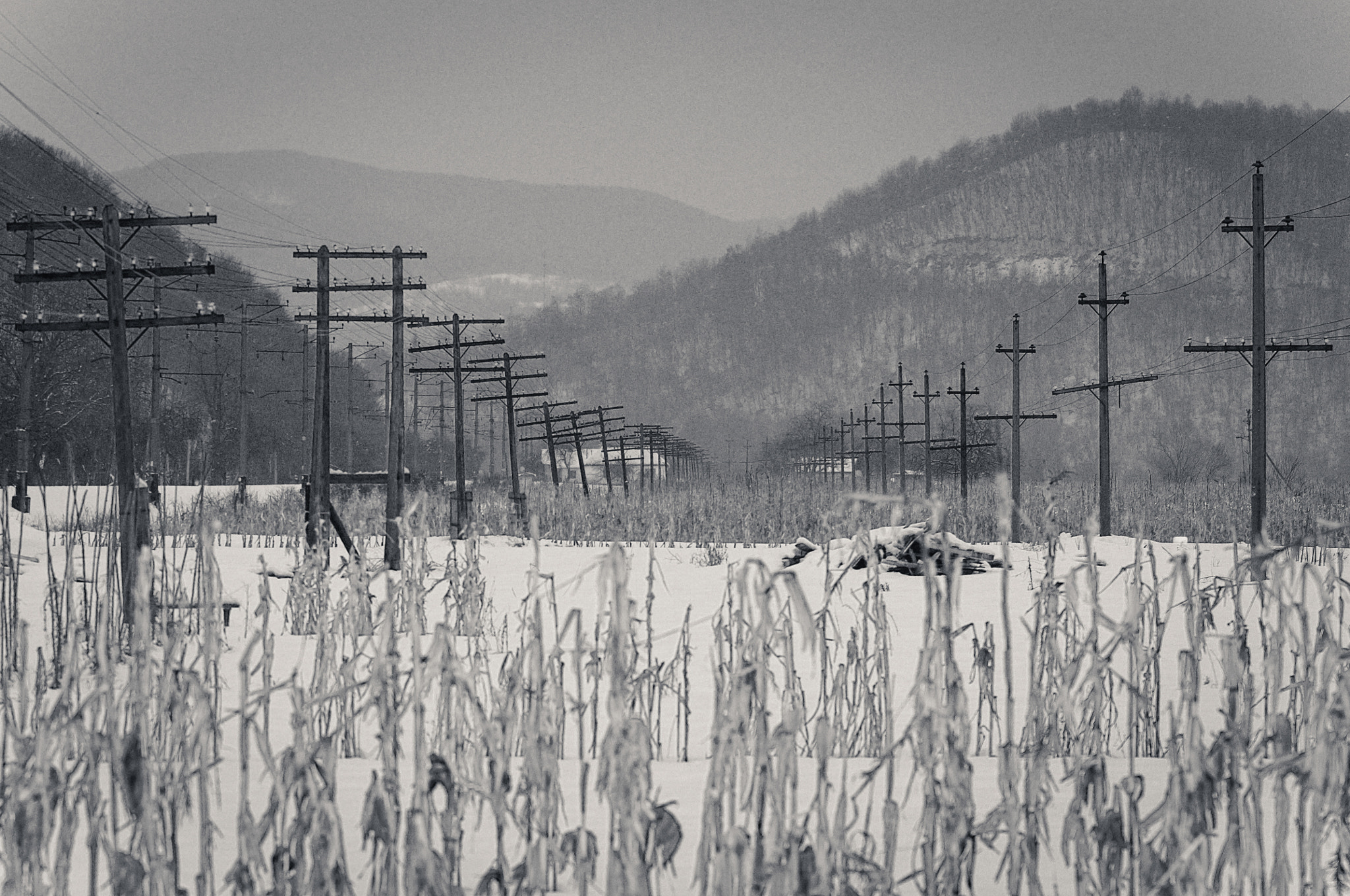 Nikon AF-S Micro-Nikkor 105mm F2.8G IF-ED VR sample photo. Gray day. Сірий день. photography