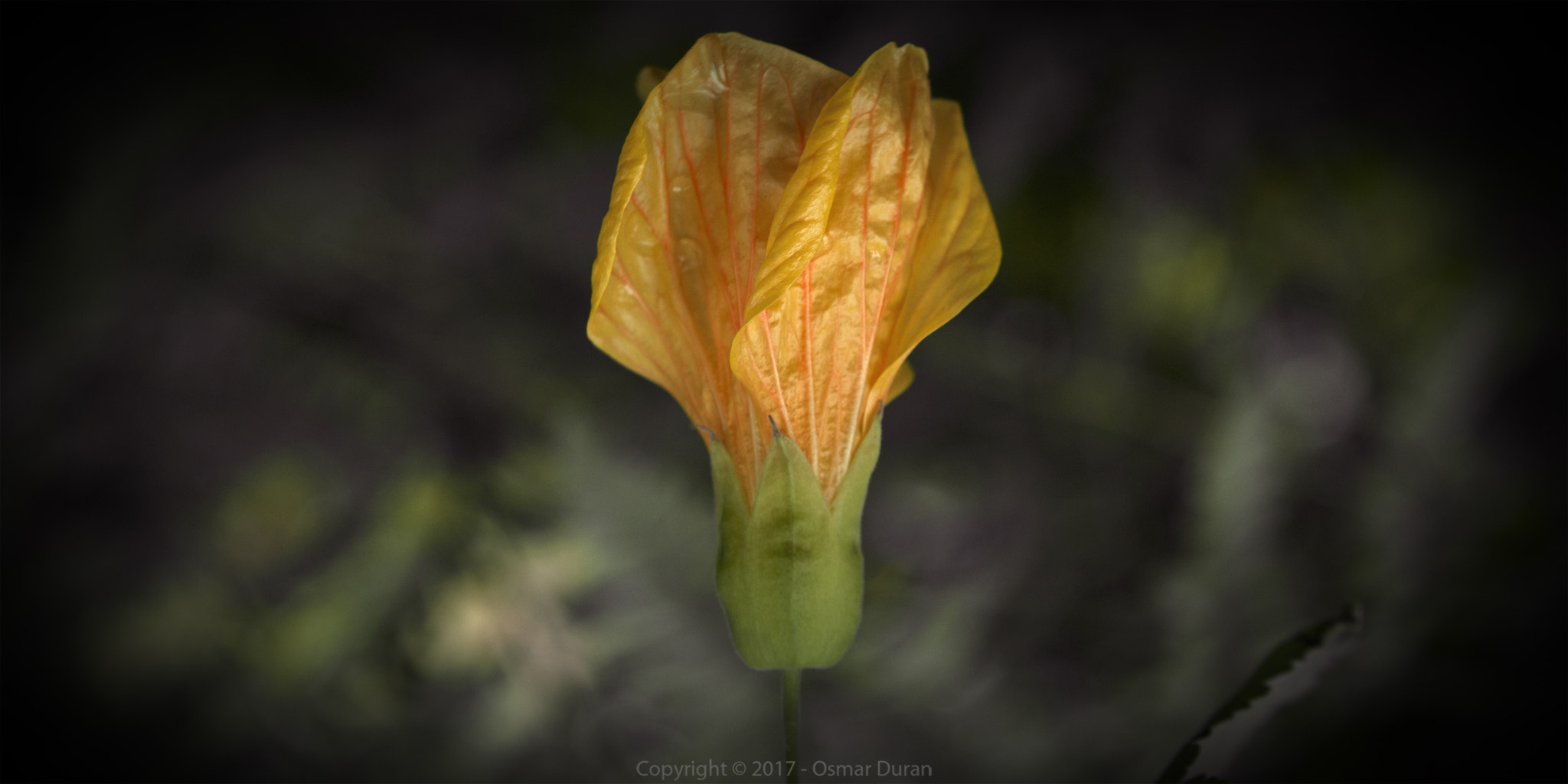 Nikon D200 sample photo. The flame photography