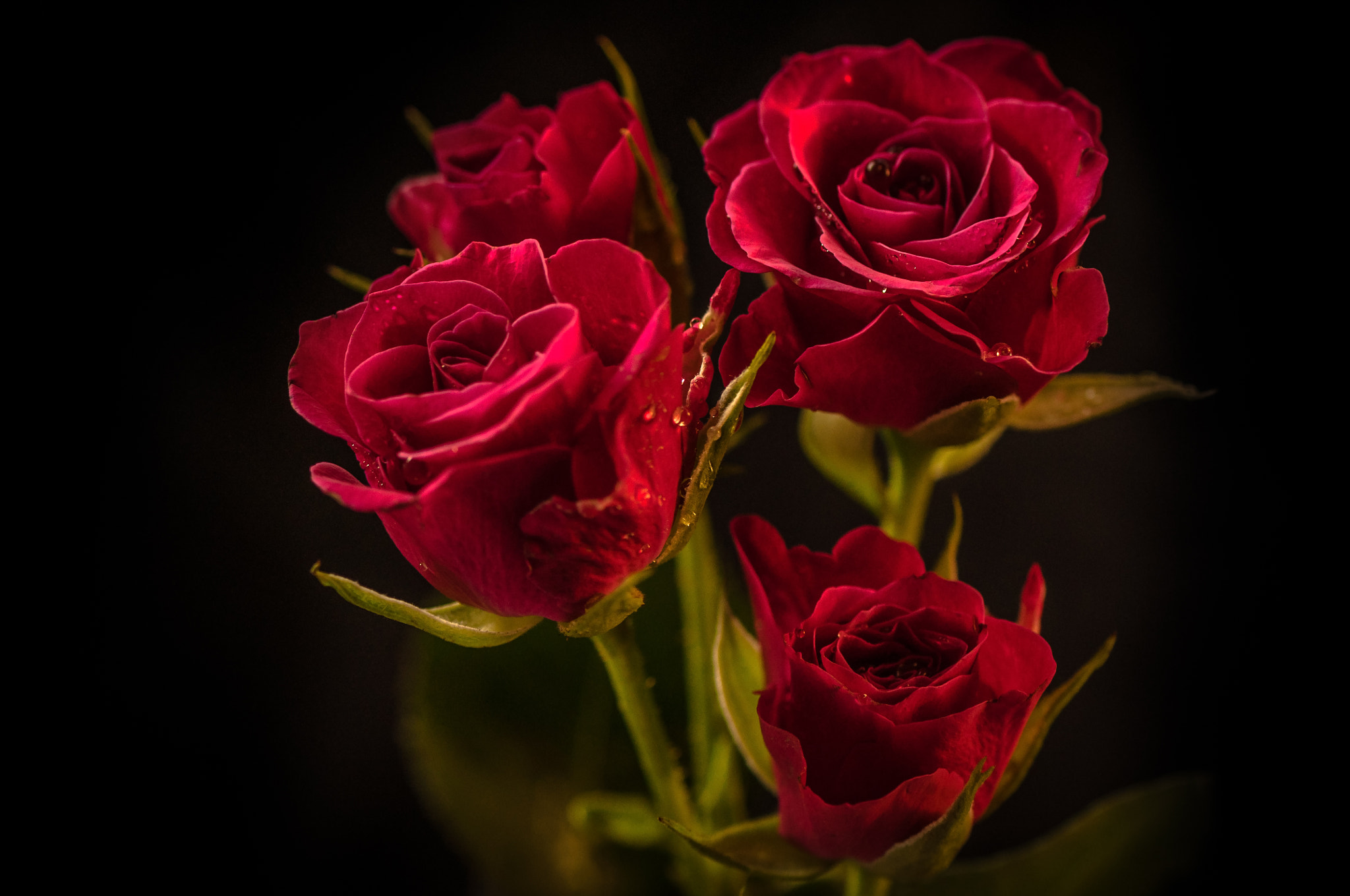 Nikon AF-S Micro-Nikkor 105mm F2.8G IF-ED VR sample photo. For her. Для неї. photography