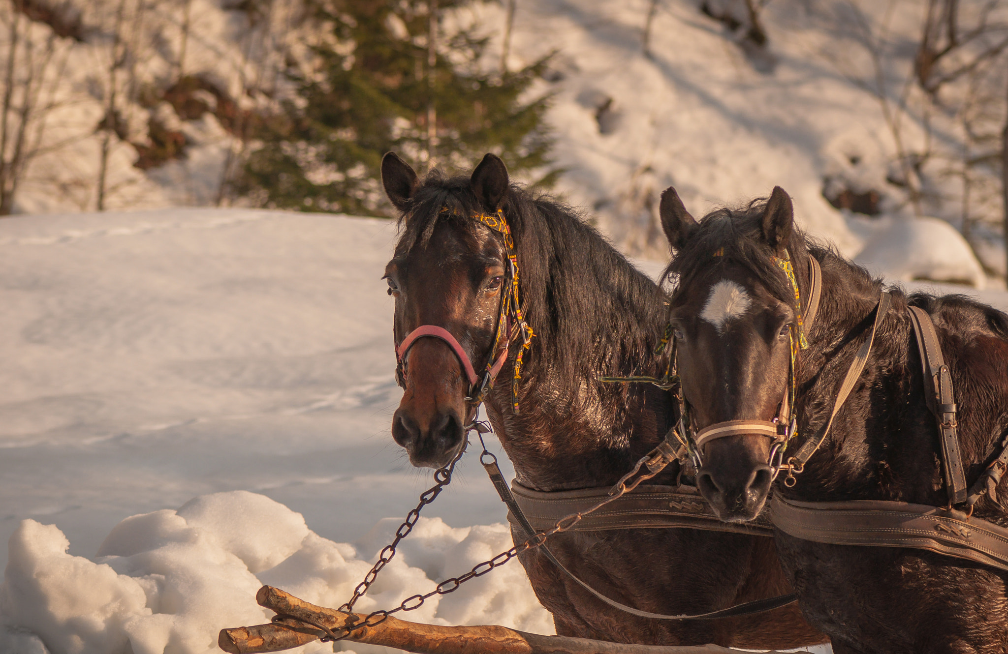 Nikon AF-S Micro-Nikkor 105mm F2.8G IF-ED VR sample photo. Helpers the winter mountains photography
