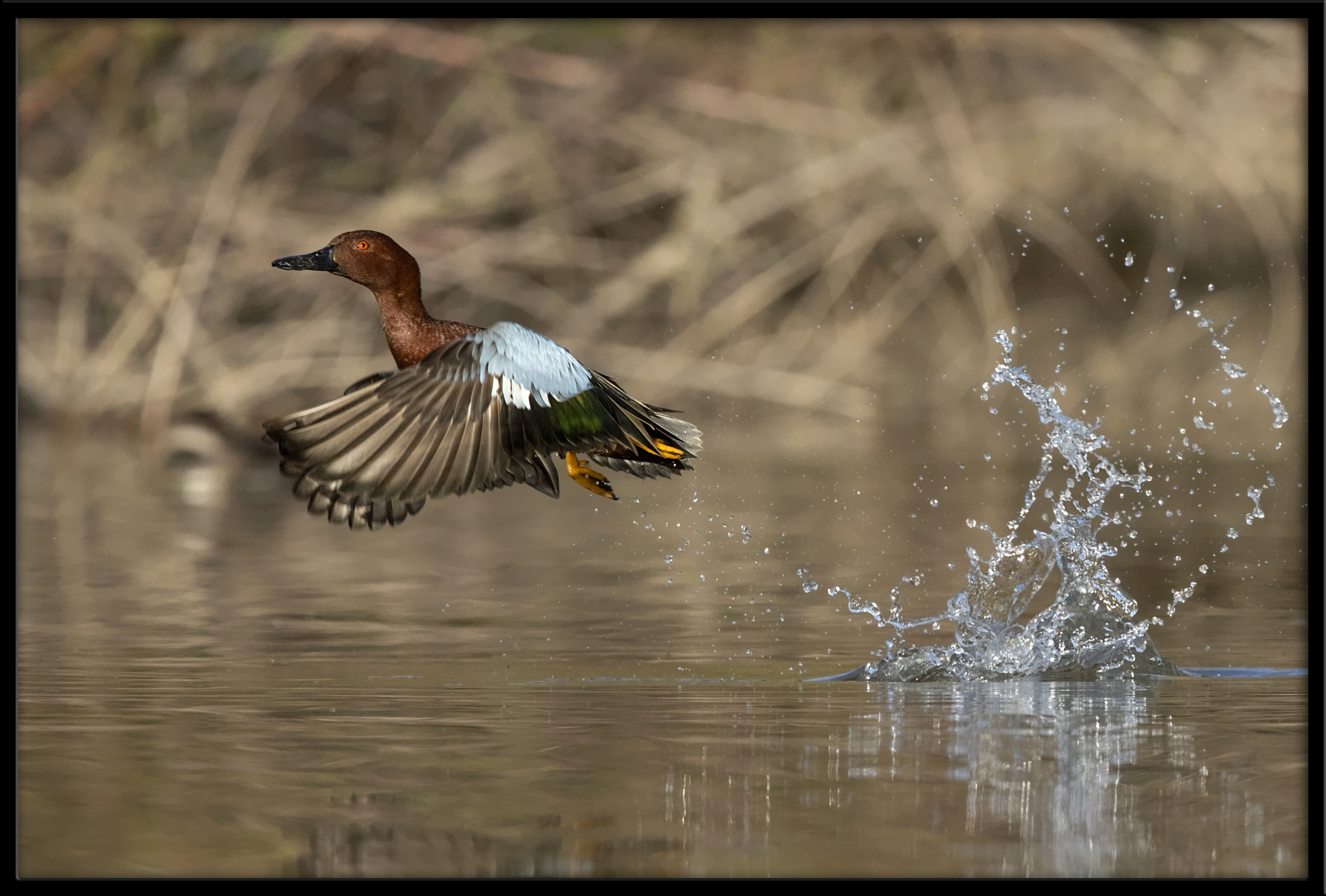 Canon EF 500mm F4L IS II USM sample photo. Cinnamonteal photography
