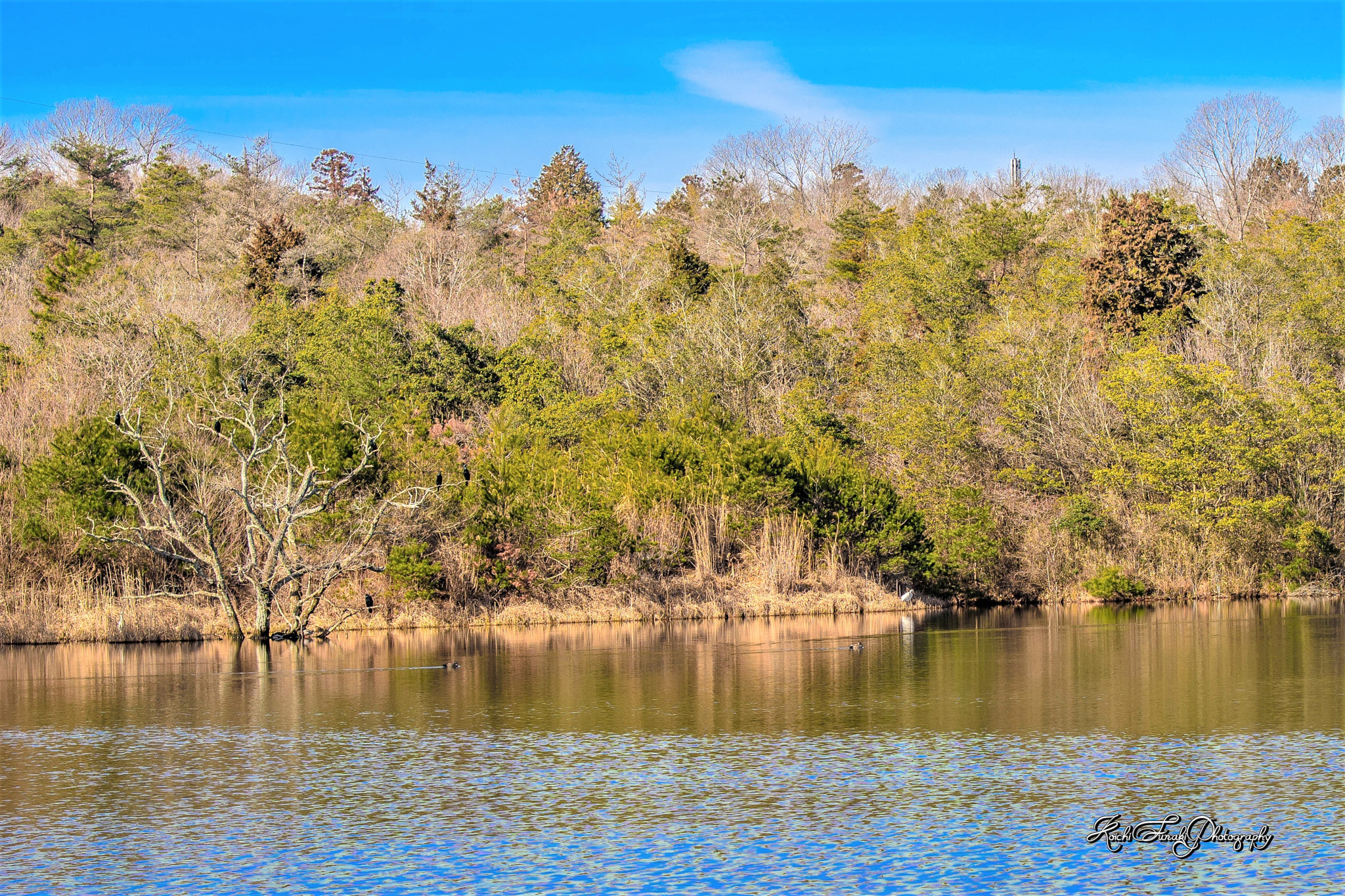 Nikon D810 sample photo. Bird's paradise photography