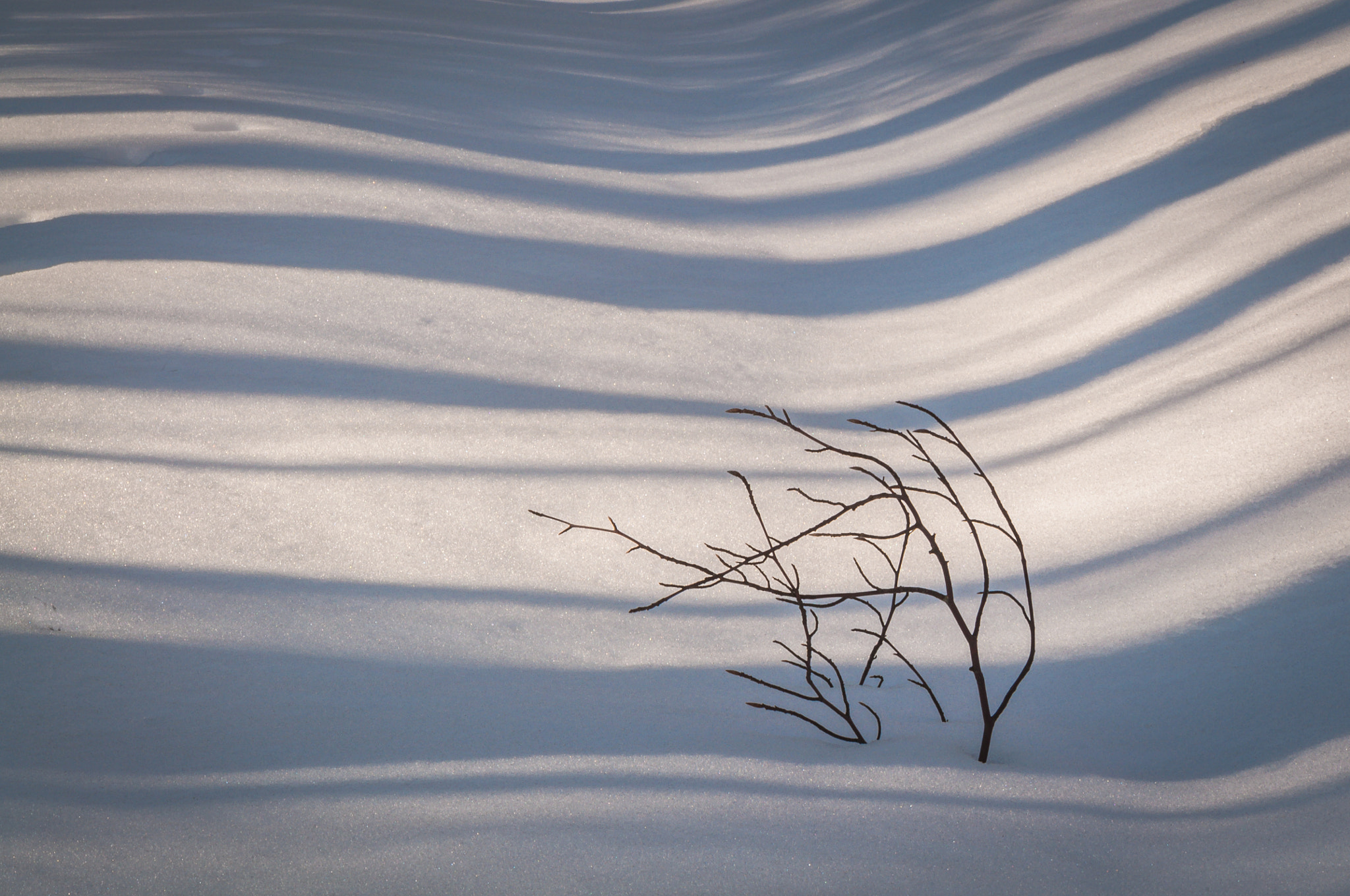 Nikon AF-S Micro-Nikkor 105mm F2.8G IF-ED VR sample photo. Winter hokku. Зимове хокку. photography