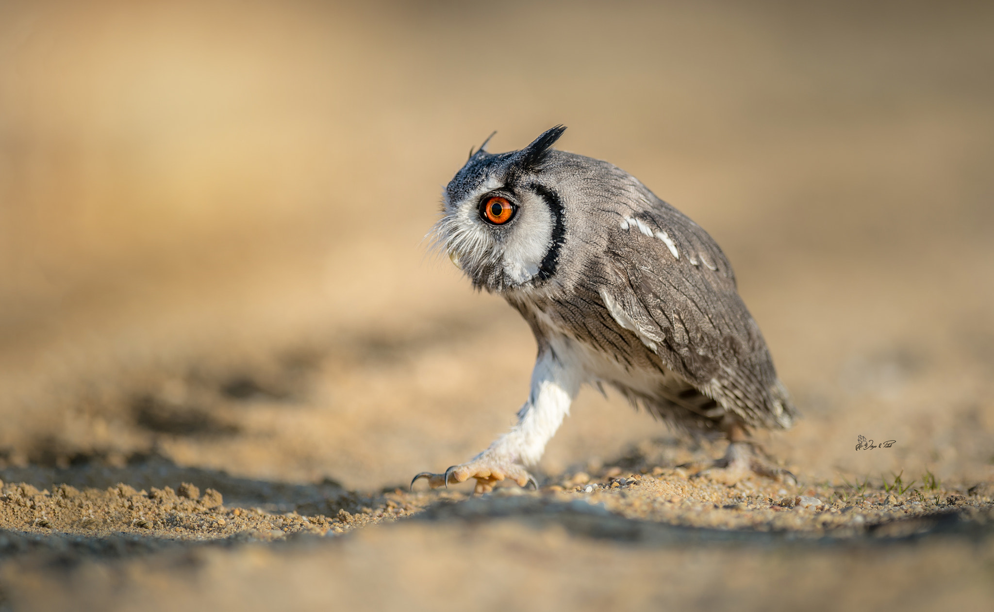 Nikon AF-S Nikkor 300mm F2.8G ED VR II sample photo. Walk photography