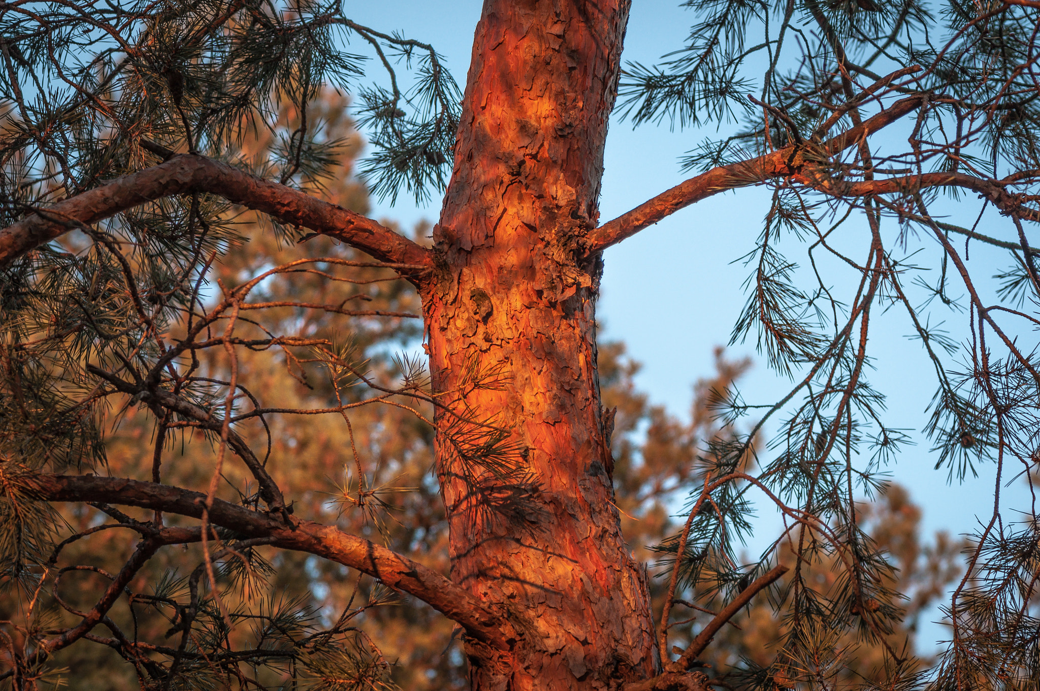 Nikon AF-S Micro-Nikkor 105mm F2.8G IF-ED VR sample photo. First suntan. Перша засмага. photography