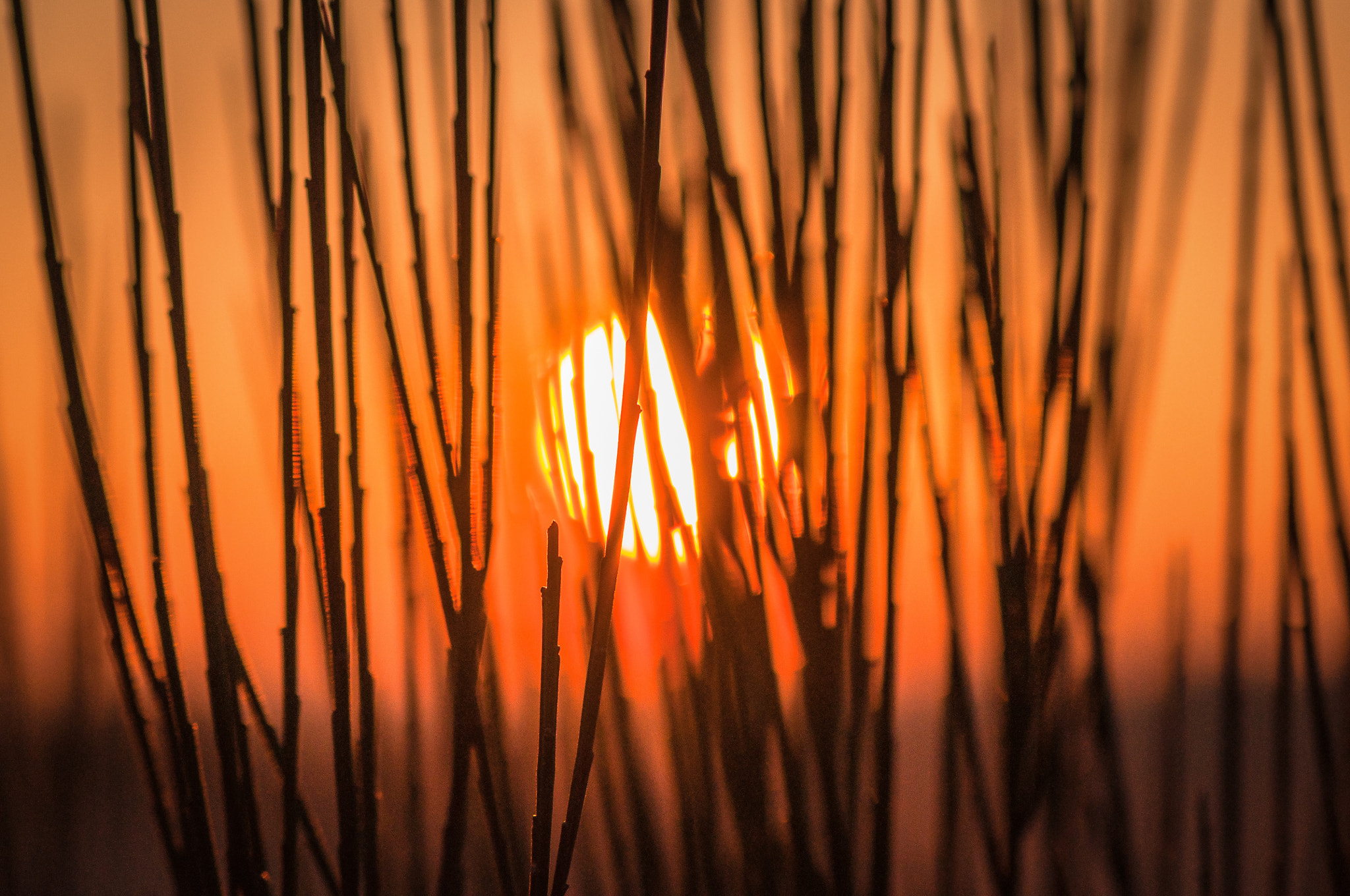 Nikon AF-S Micro-Nikkor 105mm F2.8G IF-ED VR sample photo. Melting day. День тане. photography