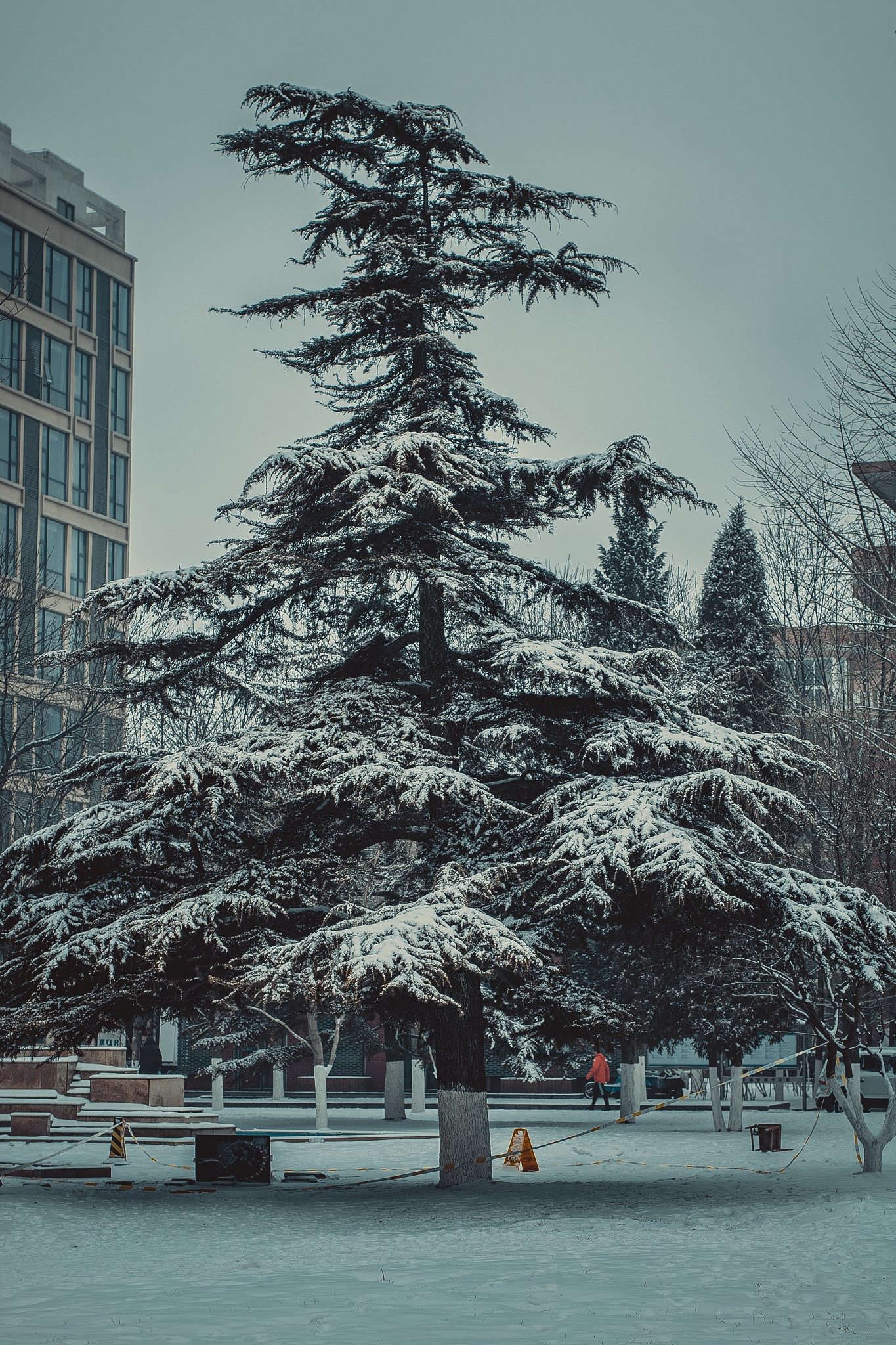 Sigma 50mm F1.4 EX DG HSM sample photo. 2017第一场雪 photography