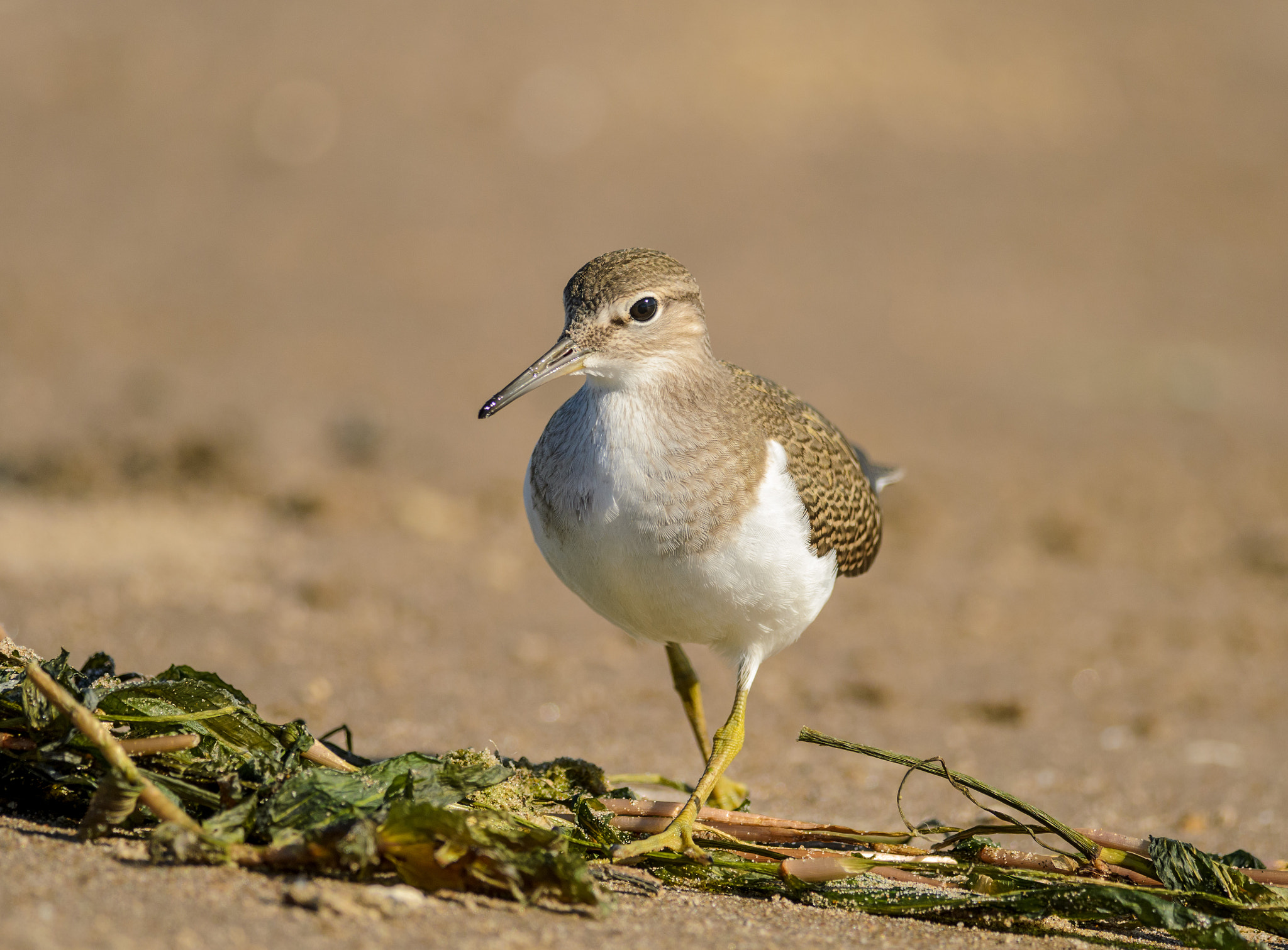 Nikon D7000 sample photo. Common sandpiper photography