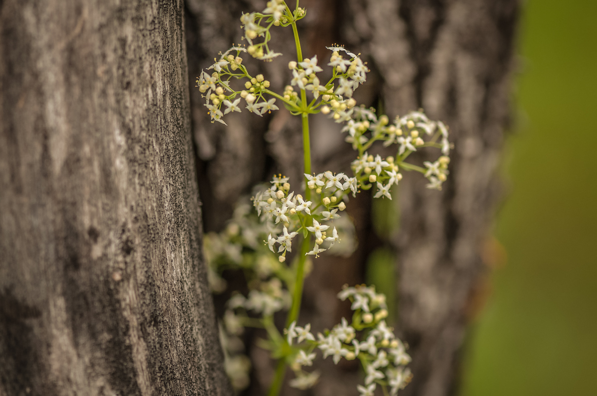 Nikon AF-S Micro-Nikkor 105mm F2.8G IF-ED VR sample photo. Under the protection of tree photography