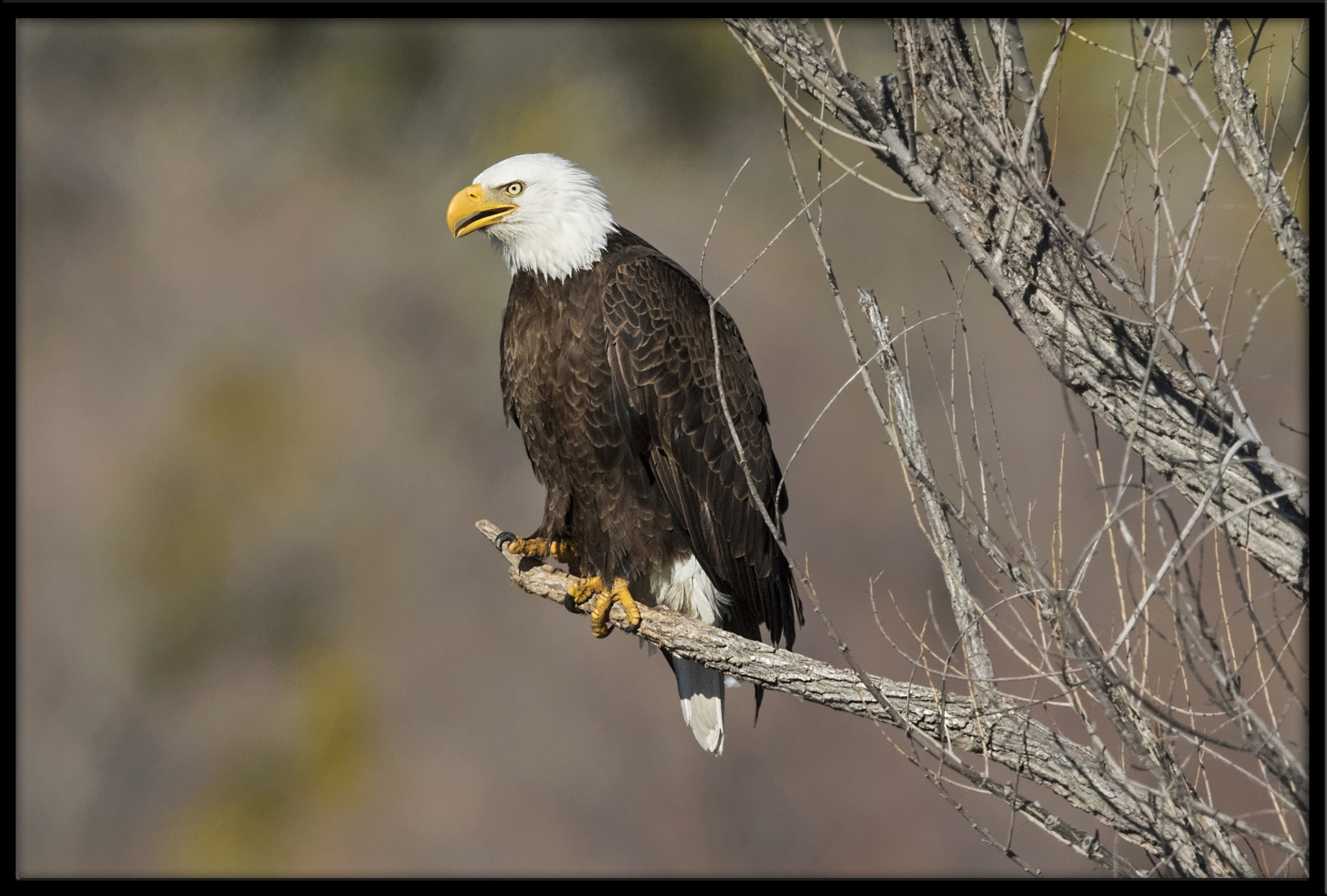 Canon EF 500mm F4L IS II USM sample photo. Bald eagle photography