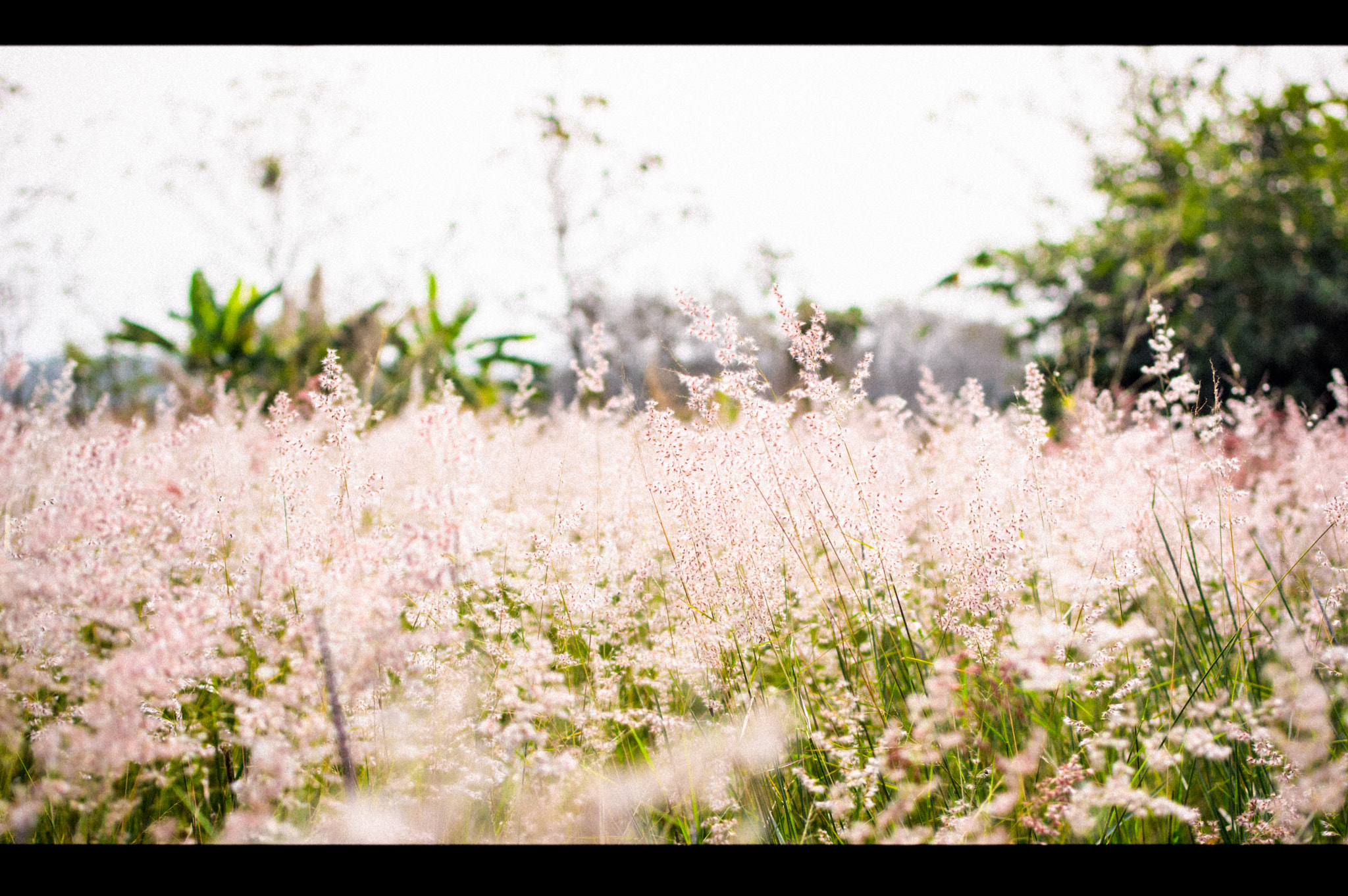 Pentax K-3 sample photo. Grass flower white warm photography