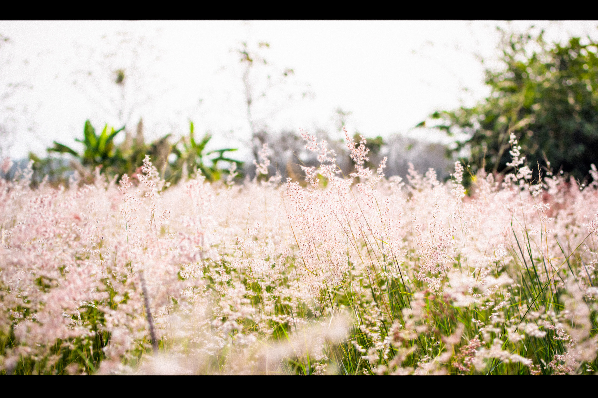 Pentax K-3 + Pentax smc DA 35mm F2.4 AL sample photo. Grass flower white warm photography