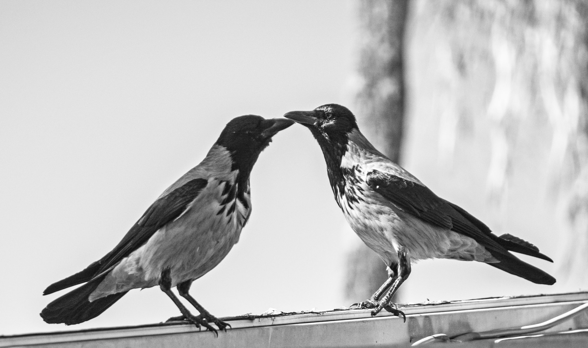 Sigma 18-250mm F3.5-6.3 DC Macro OS HSM sample photo. The kiss. photography