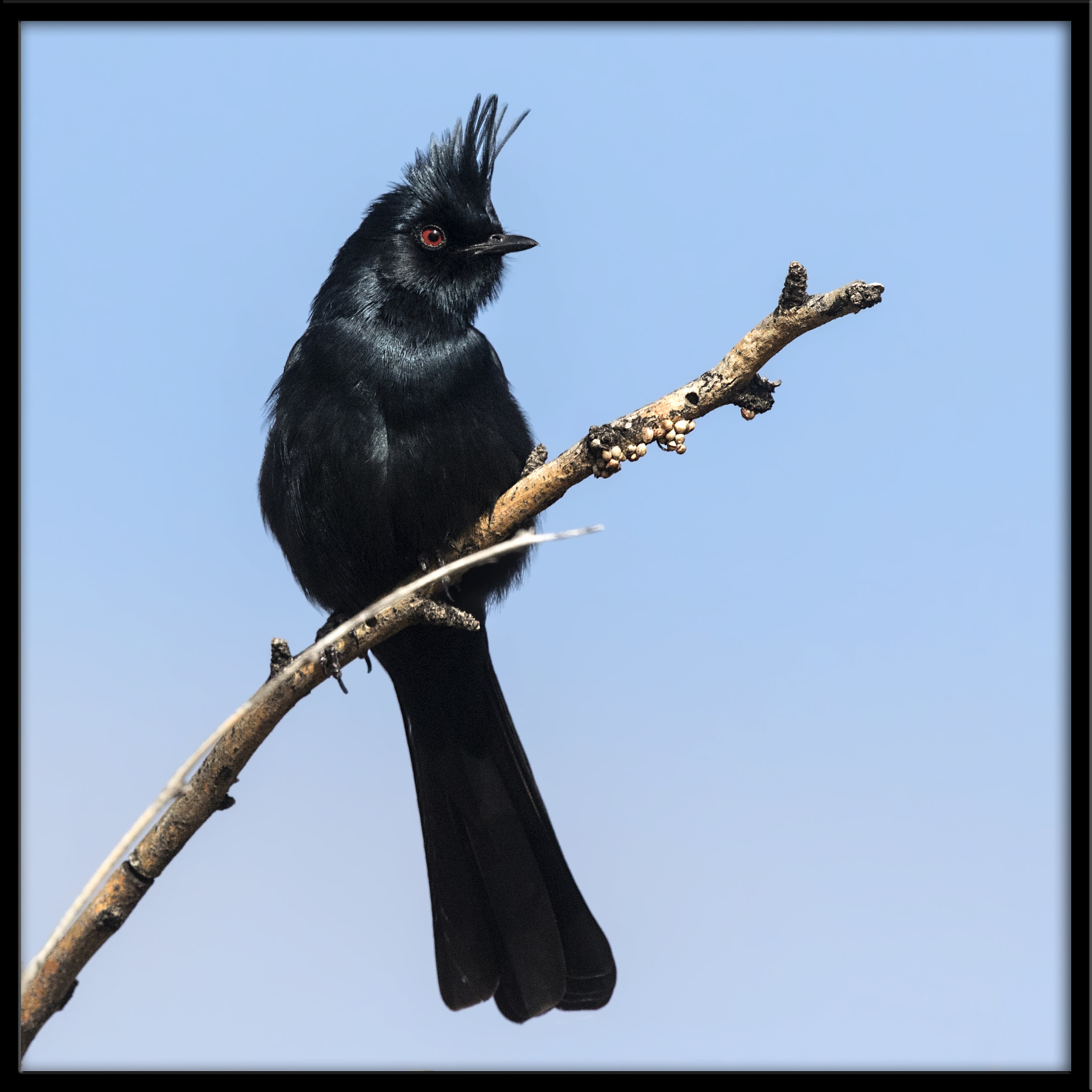 Canon EF 500mm F4L IS II USM sample photo. Phainopepla photography