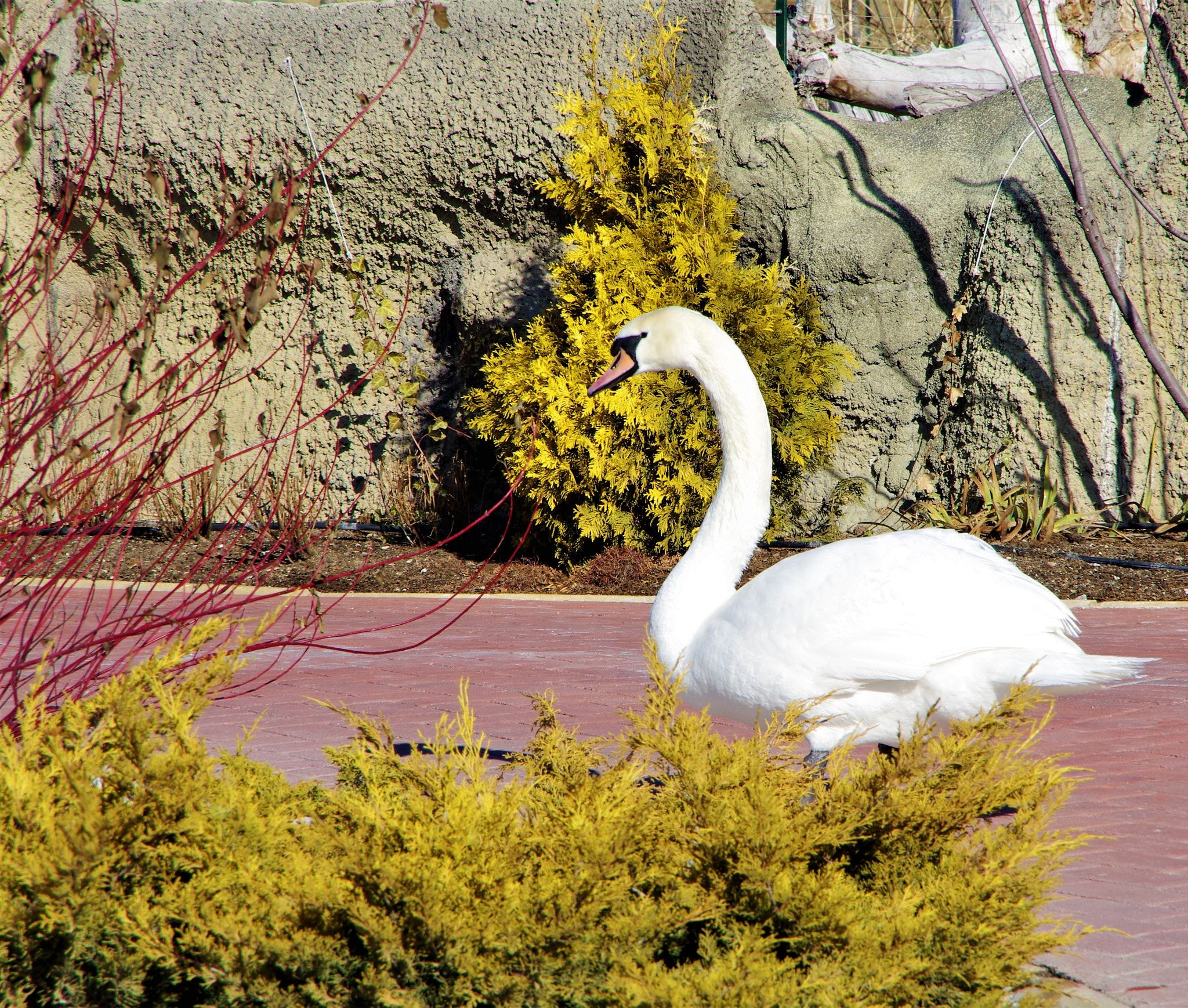 Pentax K-5 IIs sample photo. White swan photography