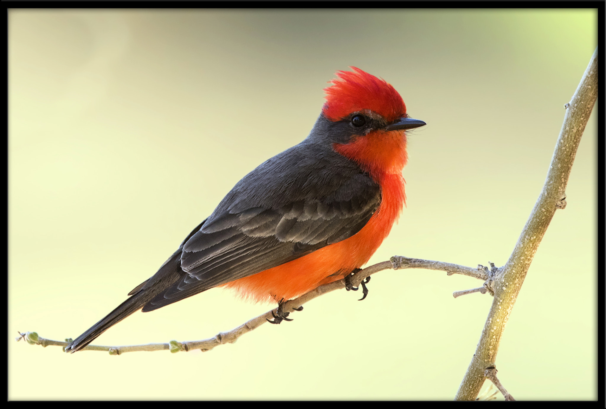 Canon EF 500mm F4L IS II USM sample photo. Vermilion flycatcher photography