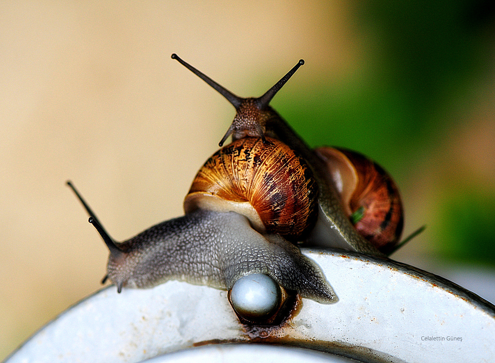 Nikon AF-S Micro-Nikkor 105mm F2.8G IF-ED VR sample photo. Victory photography